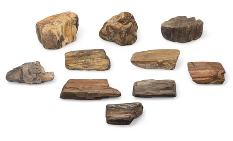 (10) Petrified Wood Specimens