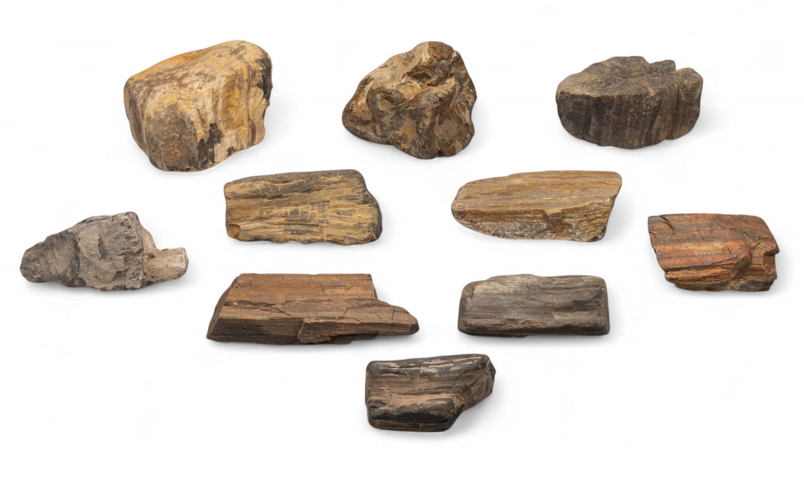 (10) Petrified Wood Specimens (1 of 3)