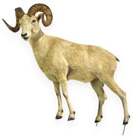 Full Body Horned Dall Sheep Mount