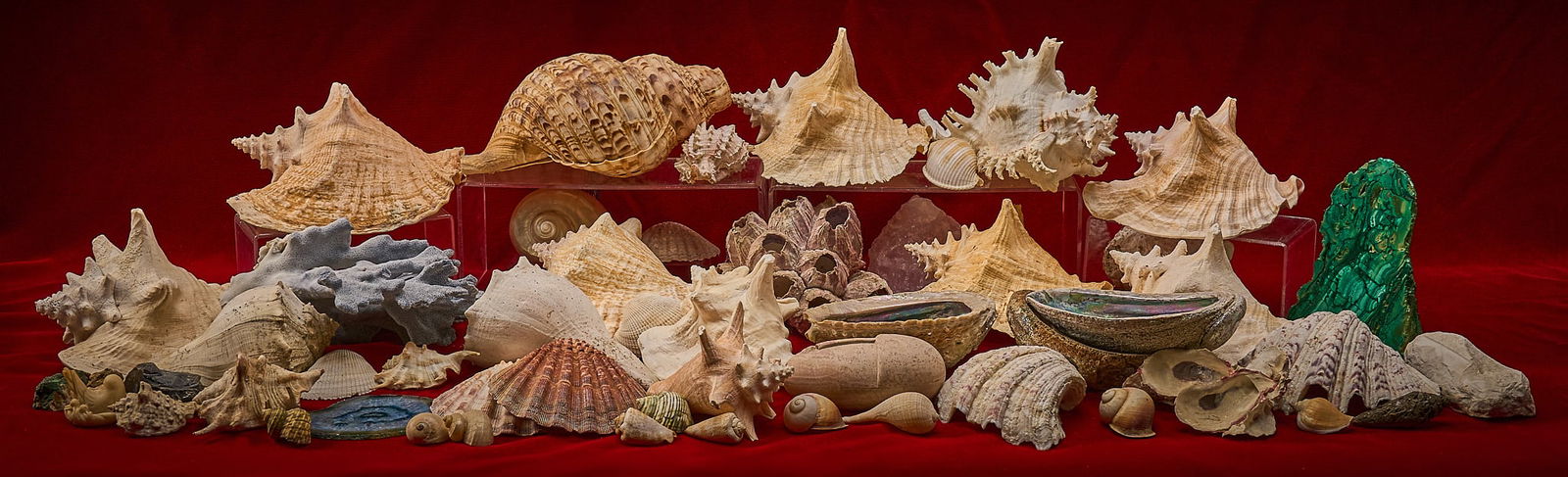 Shelley Duvall | Shells: Extensive assortment of natural seashells, abalone and coral fragments, including a large conch, various sizes and forms largest: 10 in. x 8 in. x 5 in. Provenance: Property from the personal estate o