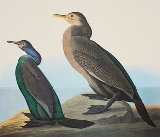 JJ Audubon, Cormorants Illustration