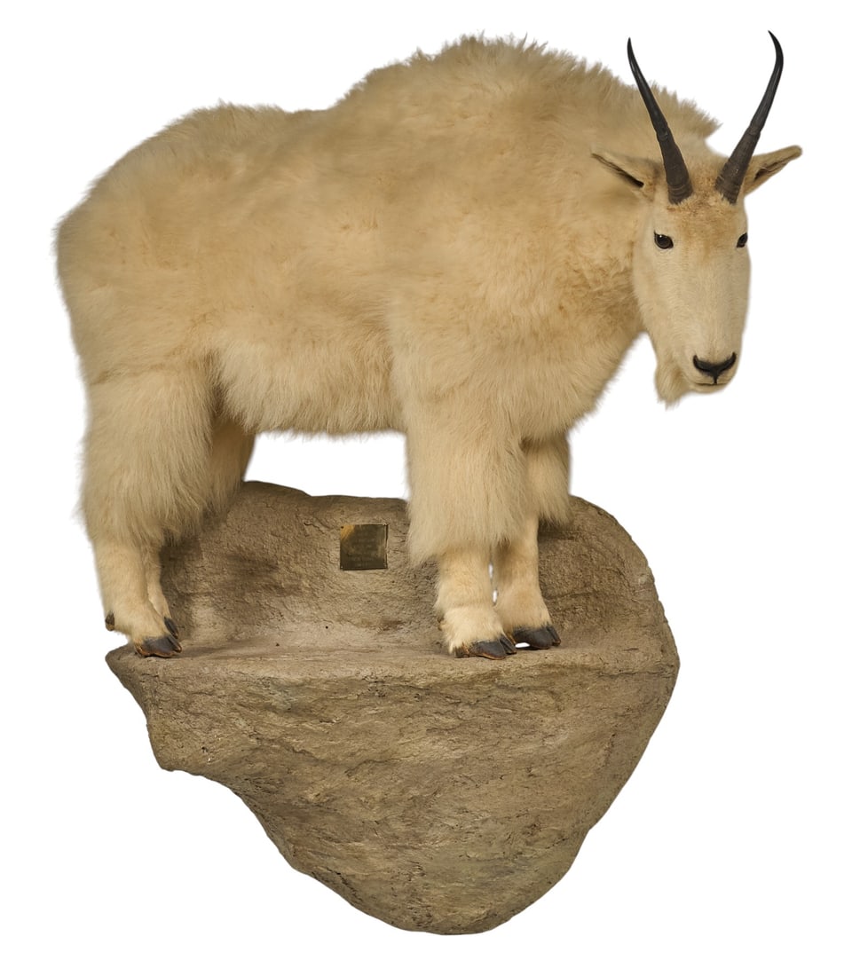 Mountain Goat Full Body Mount (1 of 4)