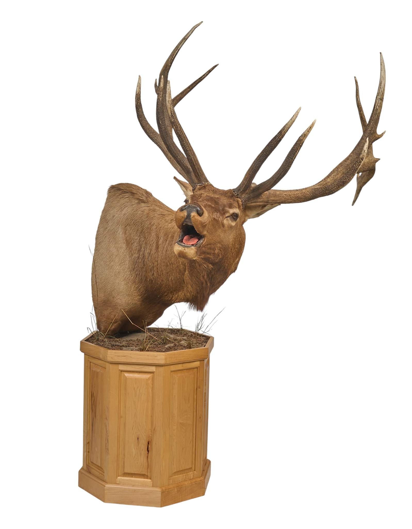 Elk Shoulder Pedestal Mount (1 of 4)