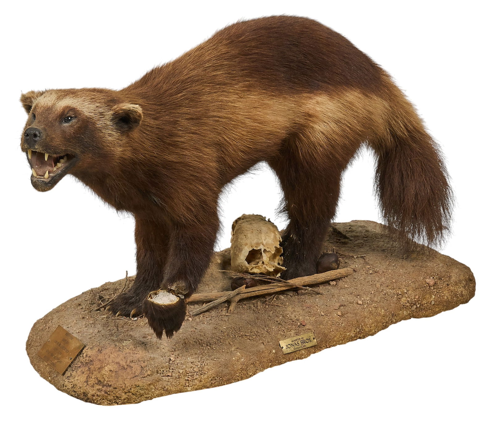 Wolverine Full Body Mount: Wolverine full body taxidermy mount on faux earth base, with plaque that reads "shot by Louie Weatherford, Sept. 1979, Rifle - 300 Weatherby, British Columbia", mounted by Jonas Bros. (Denve