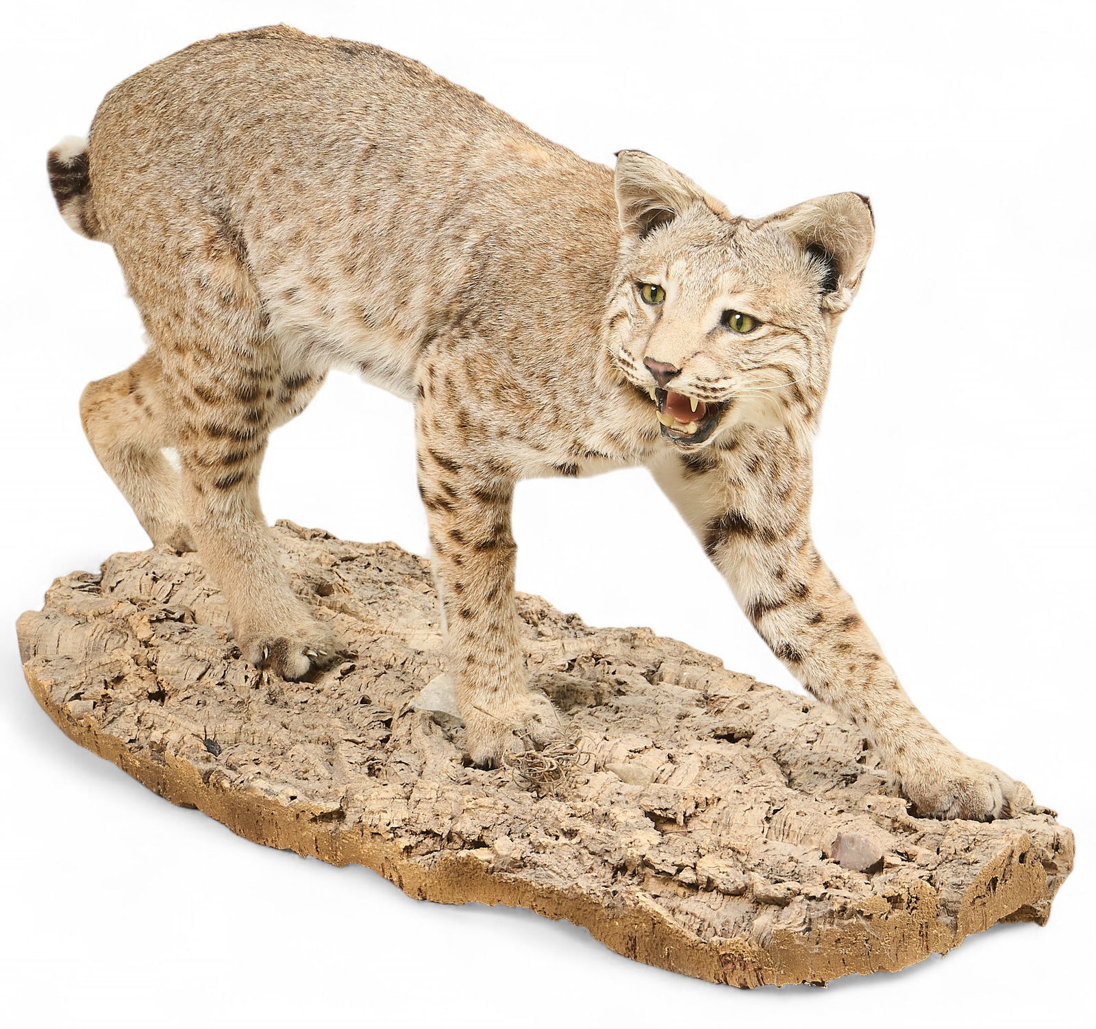 Bobcat Full Body Mount (1 of 4)