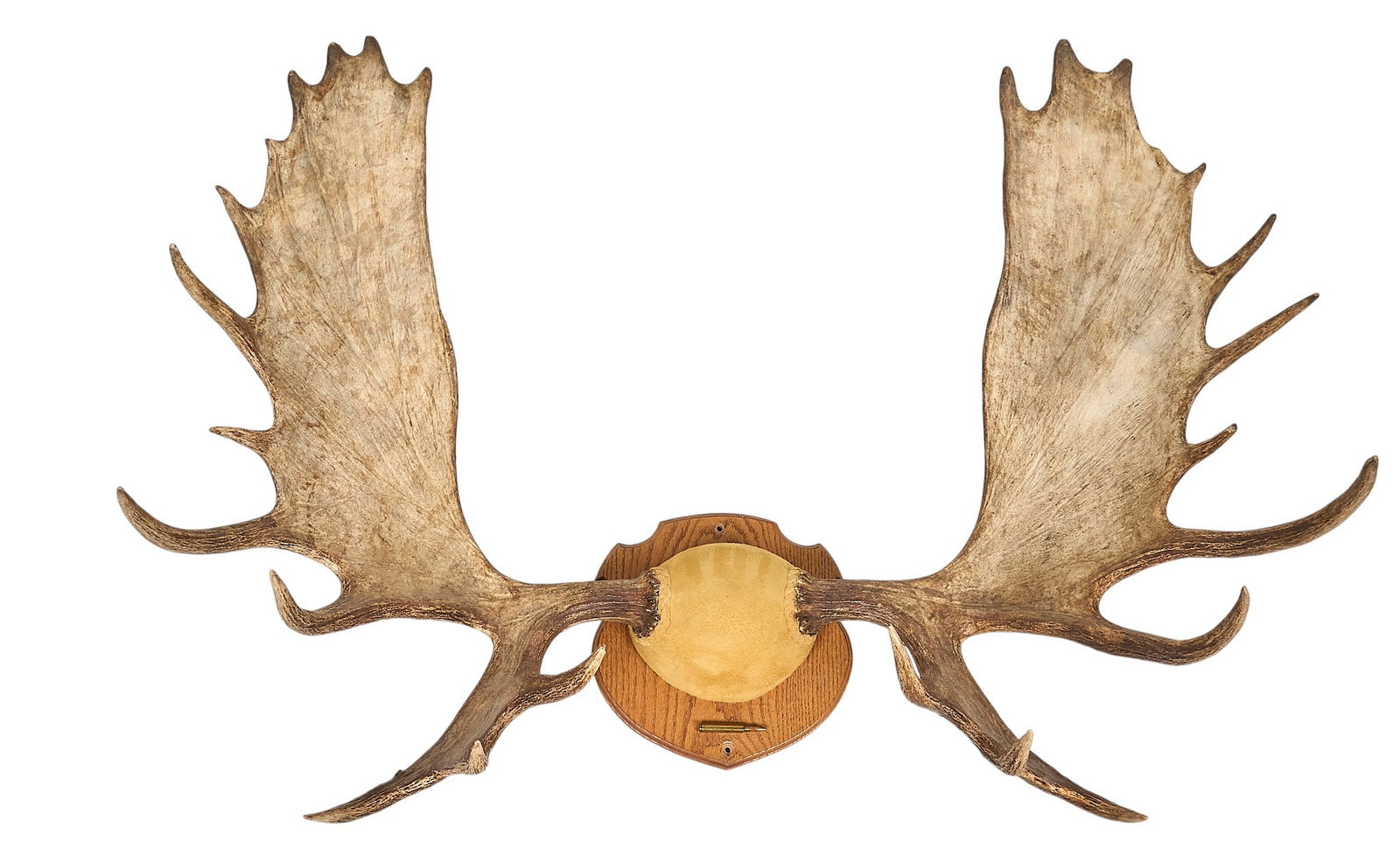 Set of Mounted Moose Antlers (1 of 4)