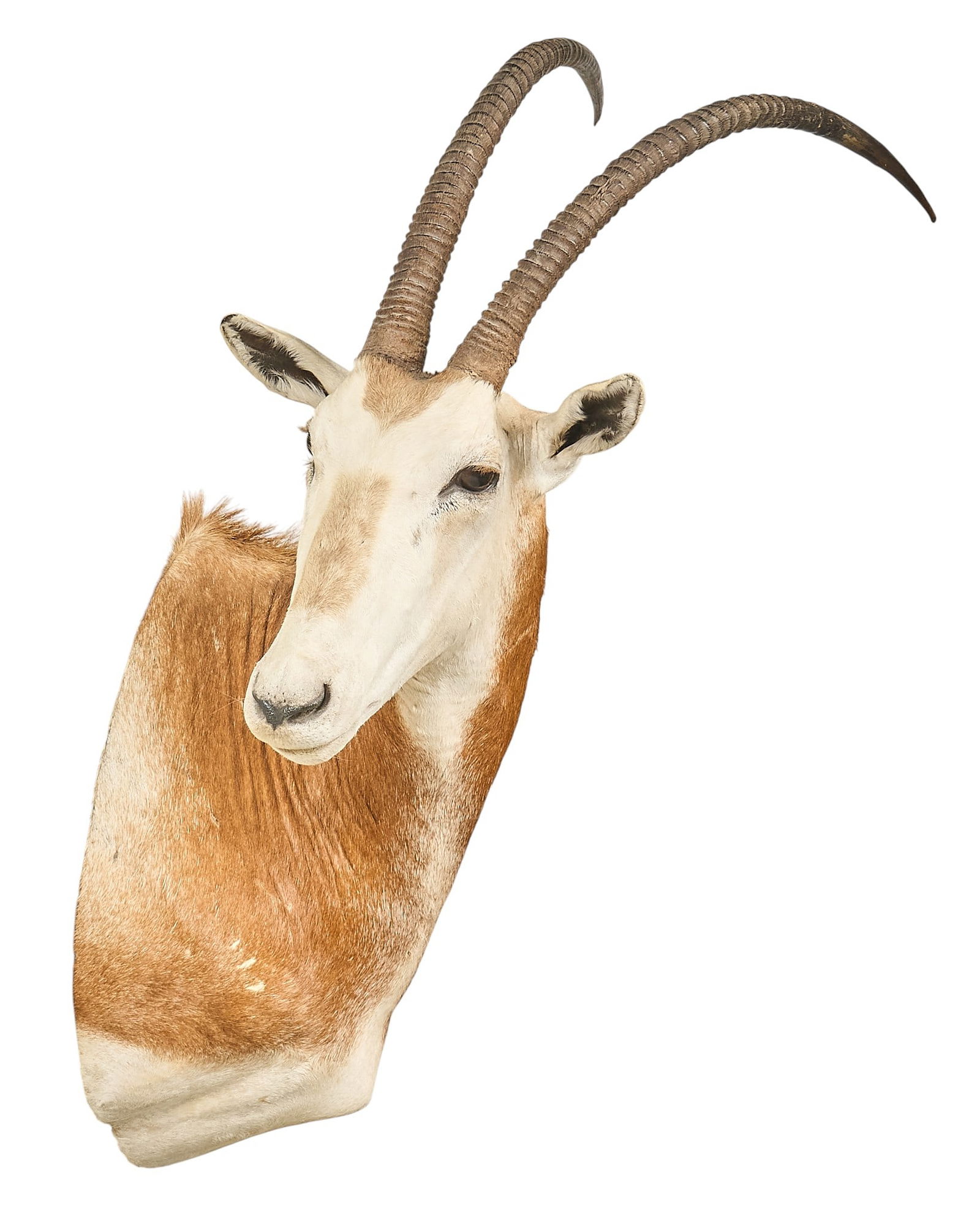 Scimitar Oryx Shoulder Mount (1 of 4)