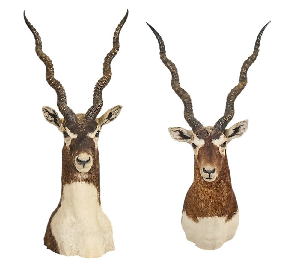 Pair of Blackbuck Shoulder Mounts (1 of 4)