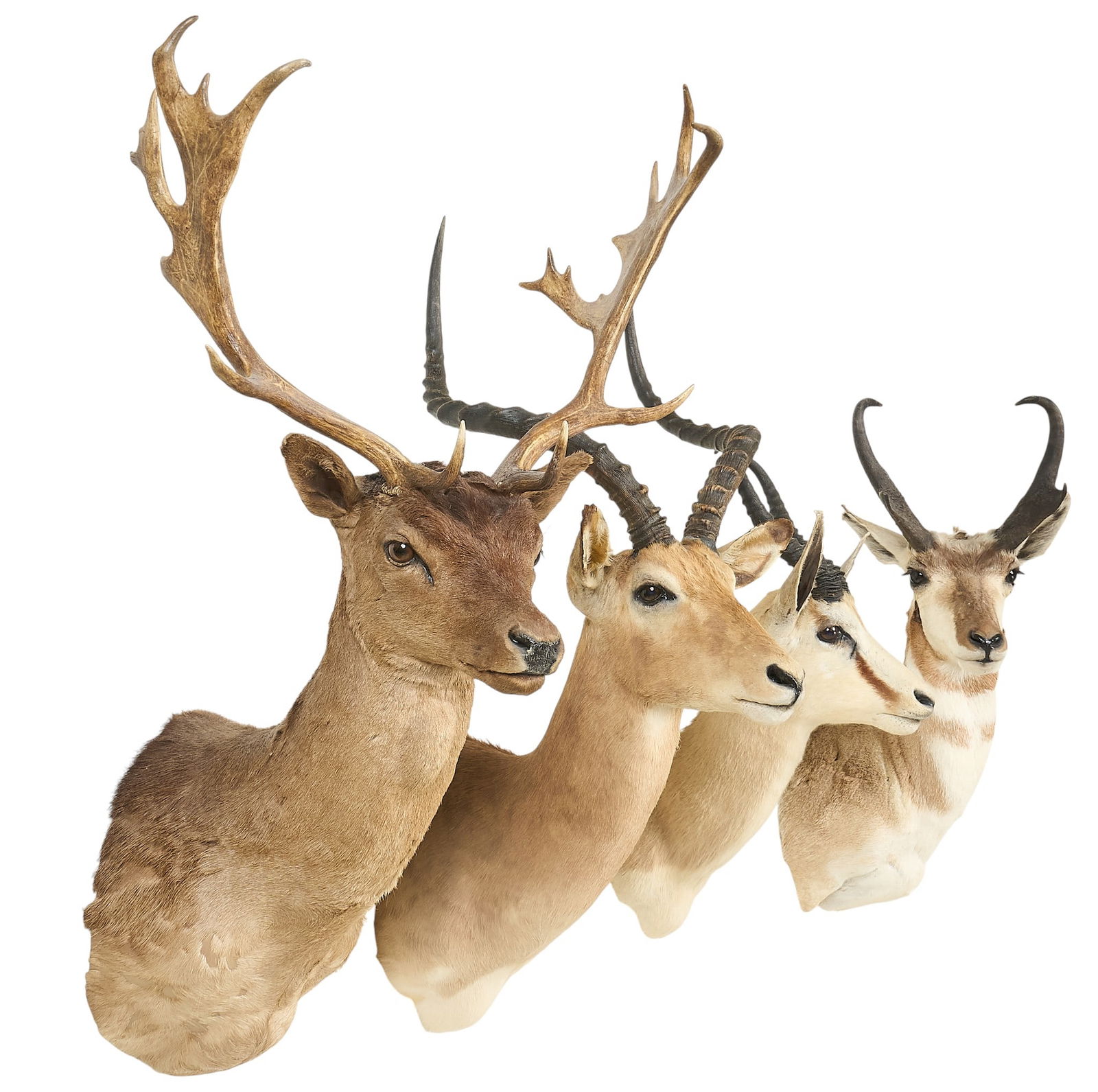 (4) Horned Shoulder Mounts (1 of 3)