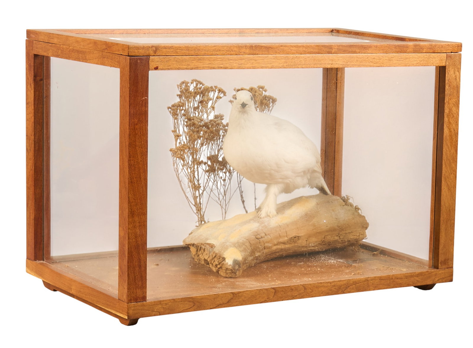 White Ptarmigan Display in Case: Full body white ptarmigan display in glass case height 14.5 in. x width 21 in. x depth 13.5 in. Provenance: From the trophy room of life-long avid hunter Jorge H. Gonzalez's Texas estate&nbs