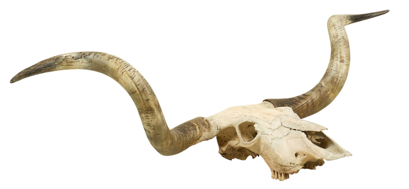 5 Ft. Wide Longhorn Skull: Over-five-foot-wide longhorn skull height 18 in. x width 69 in. x depth 26 in. Provenance: Property from a home in Ingram, Texas