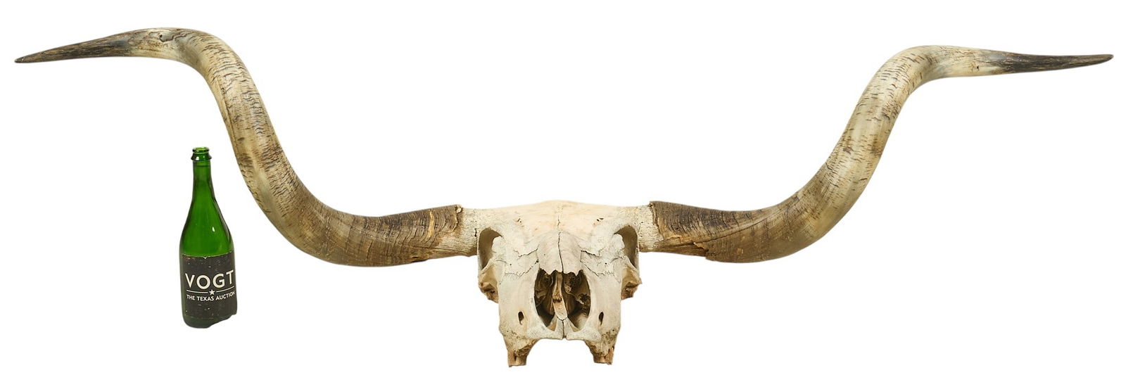 5 Ft. Wide Longhorn Skull - 2