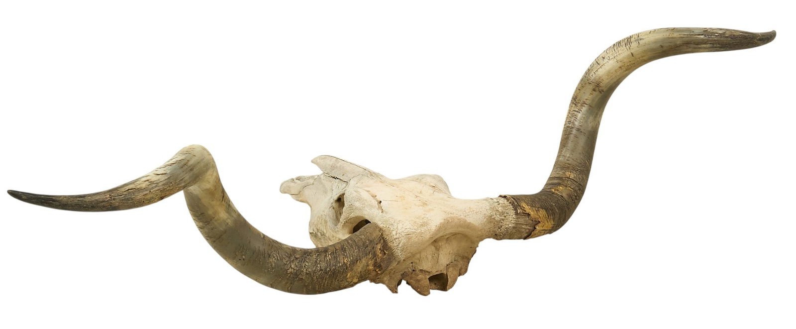 5 Ft. Wide Longhorn Skull - 3