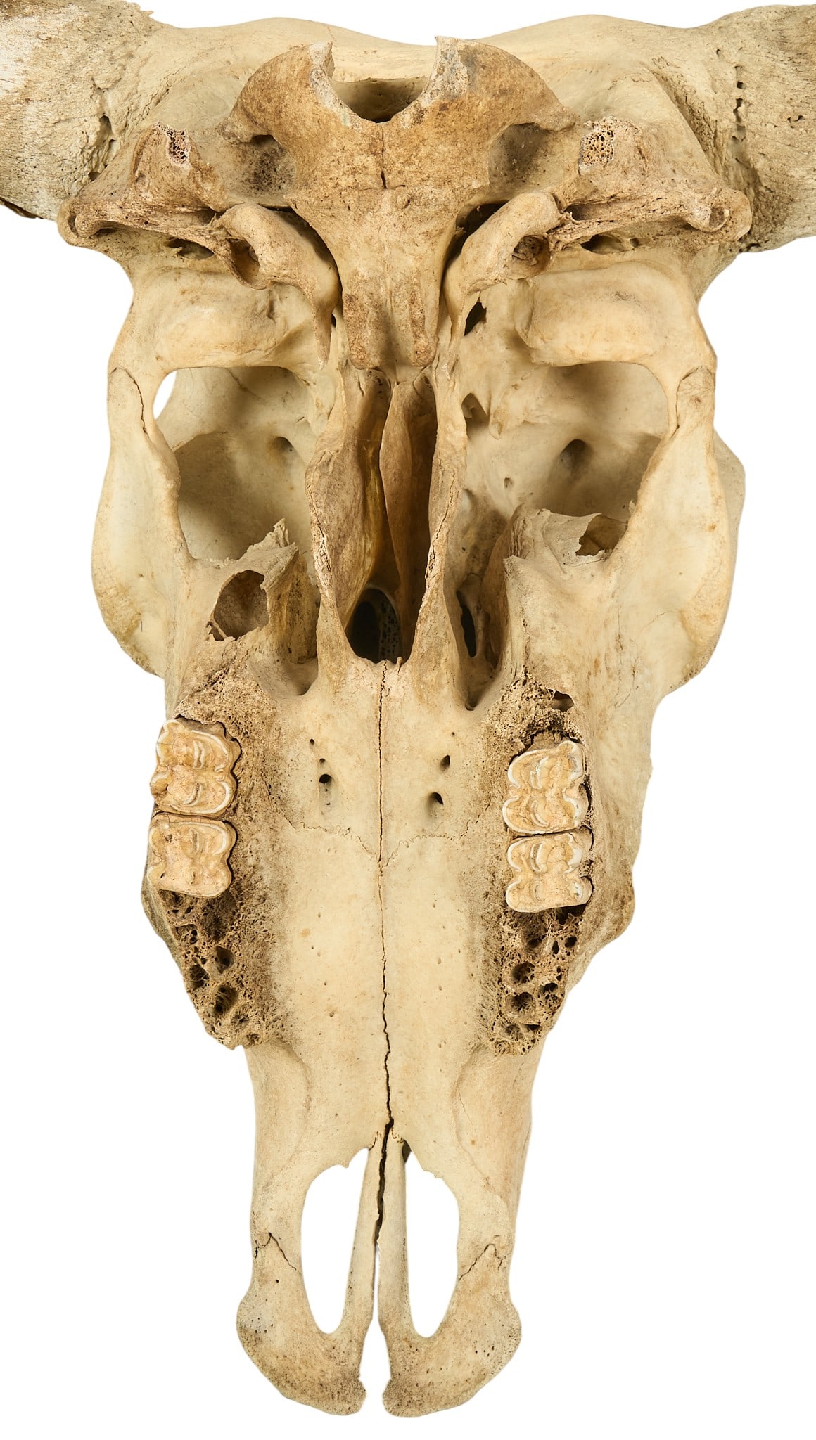 5 Ft. Wide Longhorn Skull - 4