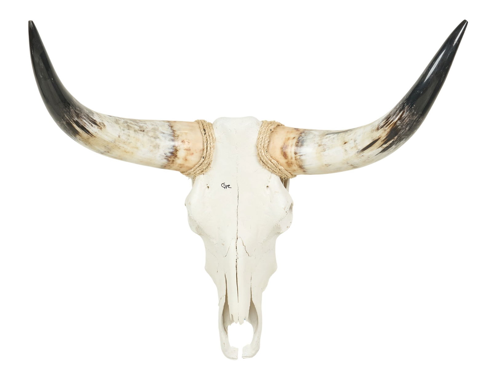 Steer Skull - 2