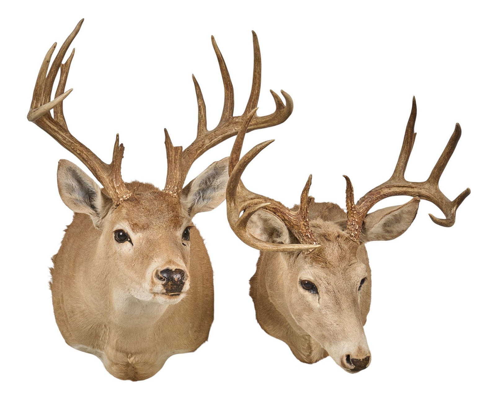 (2) Whitetail Deer Shoulder Mounts: Two whitetail deer shoulder mounts height 31 in. x width 21 in. x depth 29.5 in. / largestProvenance: Property from a home in Dripping Springs, Texas