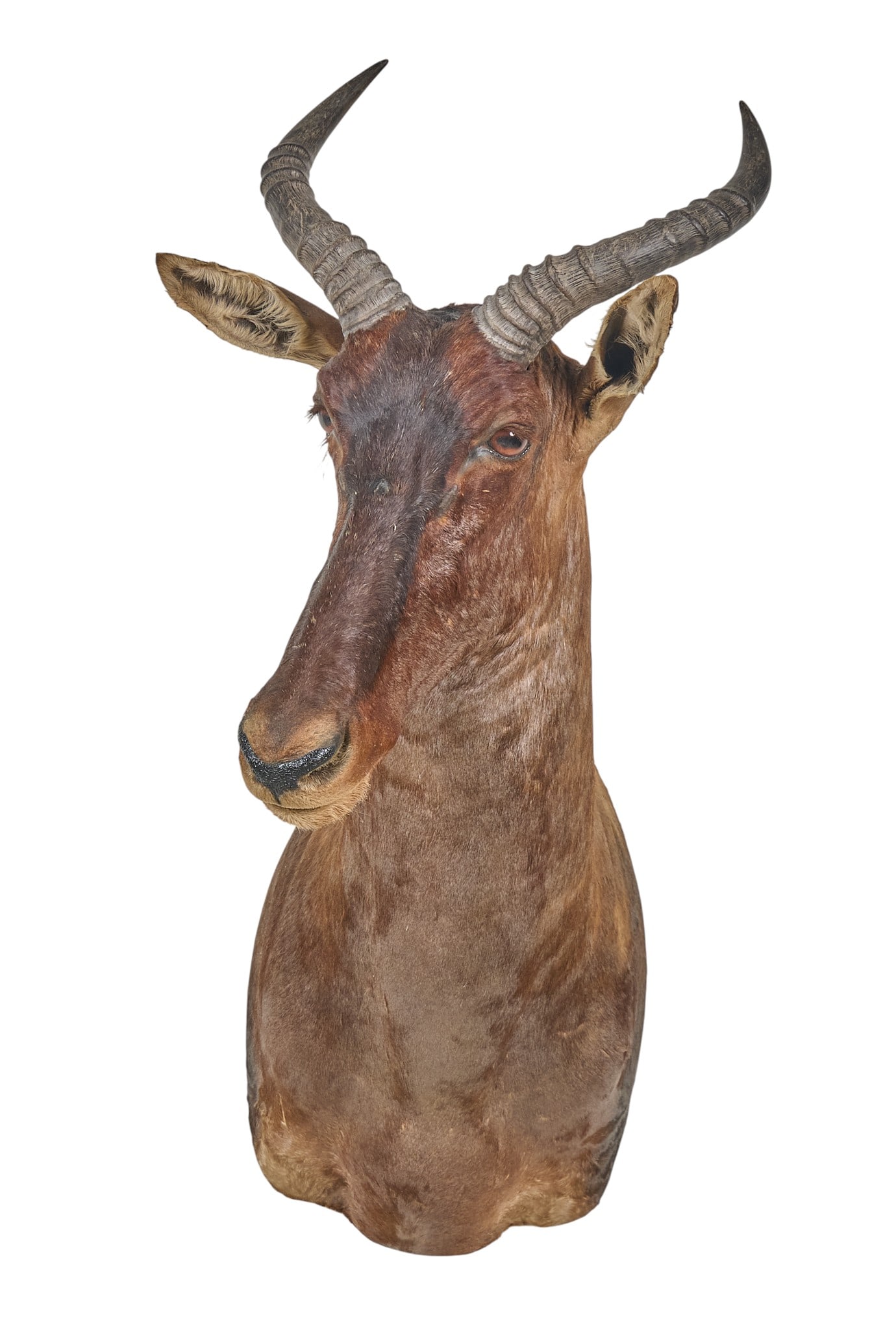 Hartebeast Shoulder Mount: Hartebeest shoulder mount height 35 in. x width 25 in. x depth 18 in. Provenance: Property from a home in San Antonio, Texas