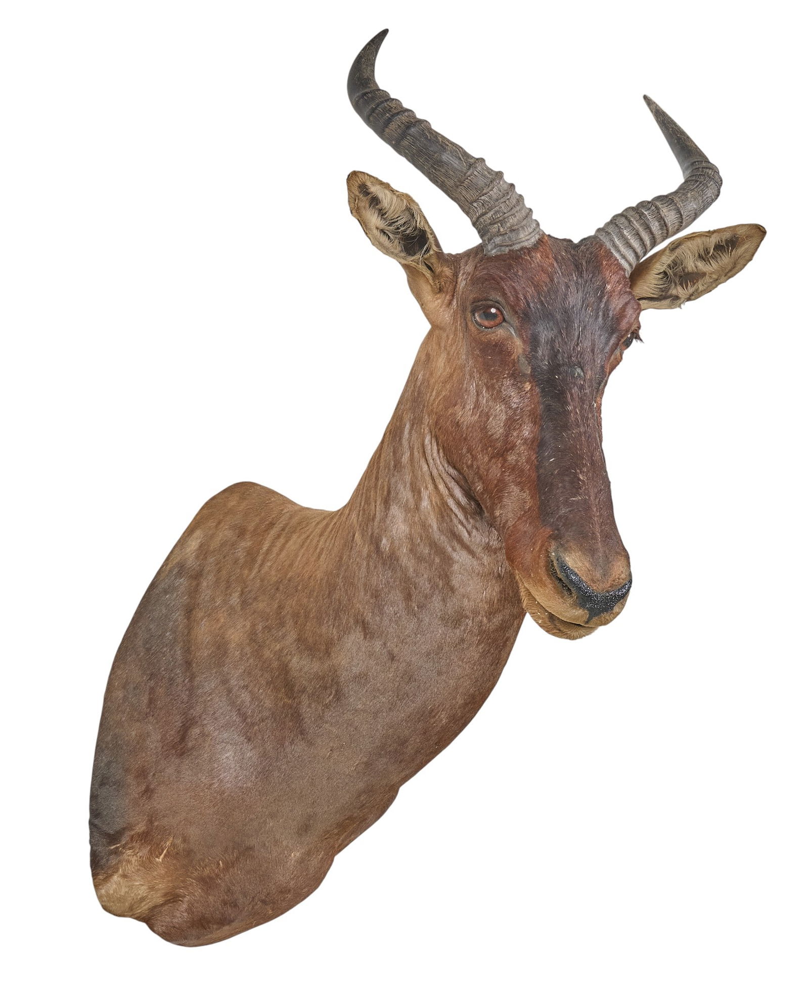 Hartebeast Shoulder Mount - 2