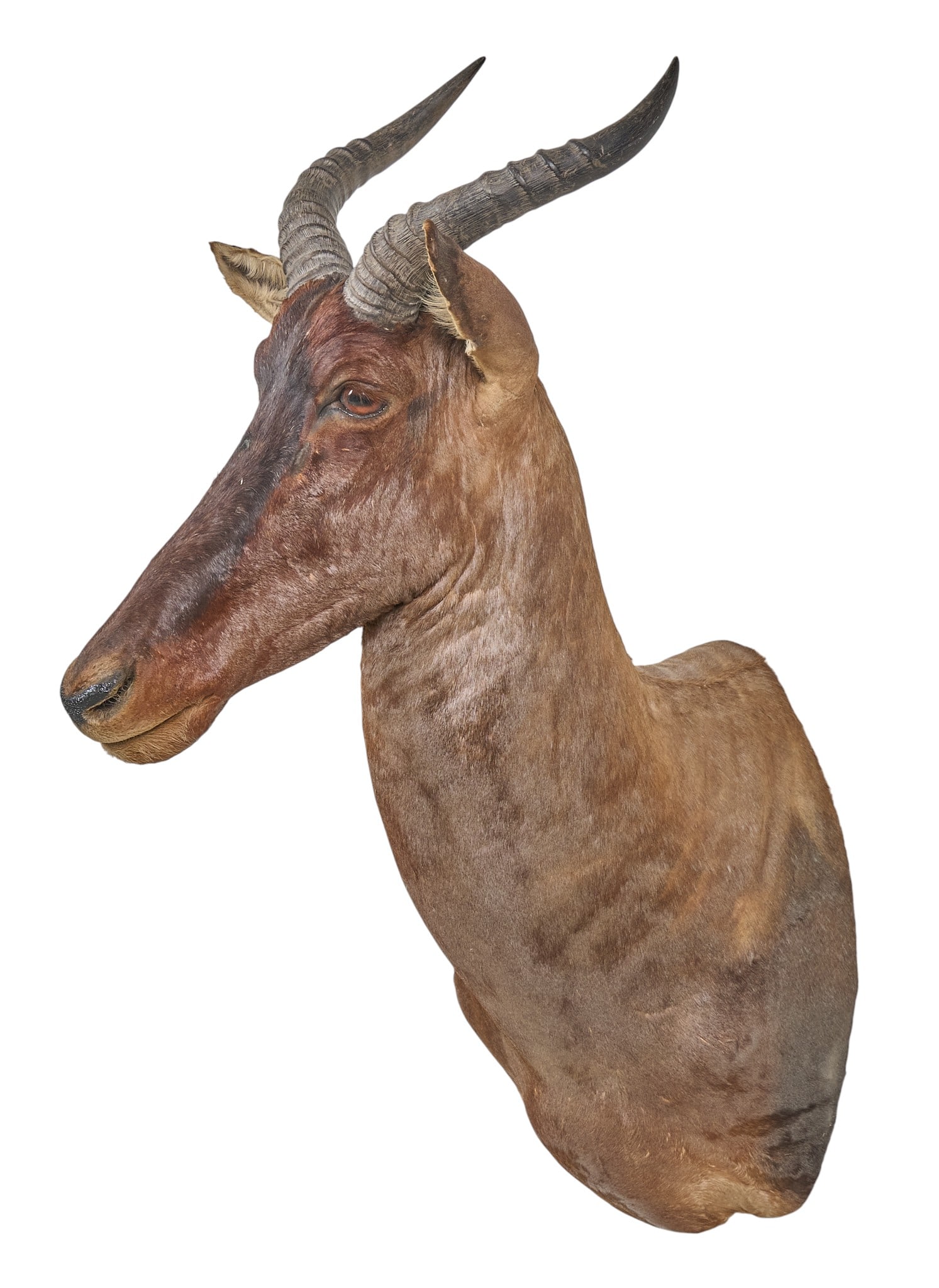 Hartebeast Shoulder Mount - 3