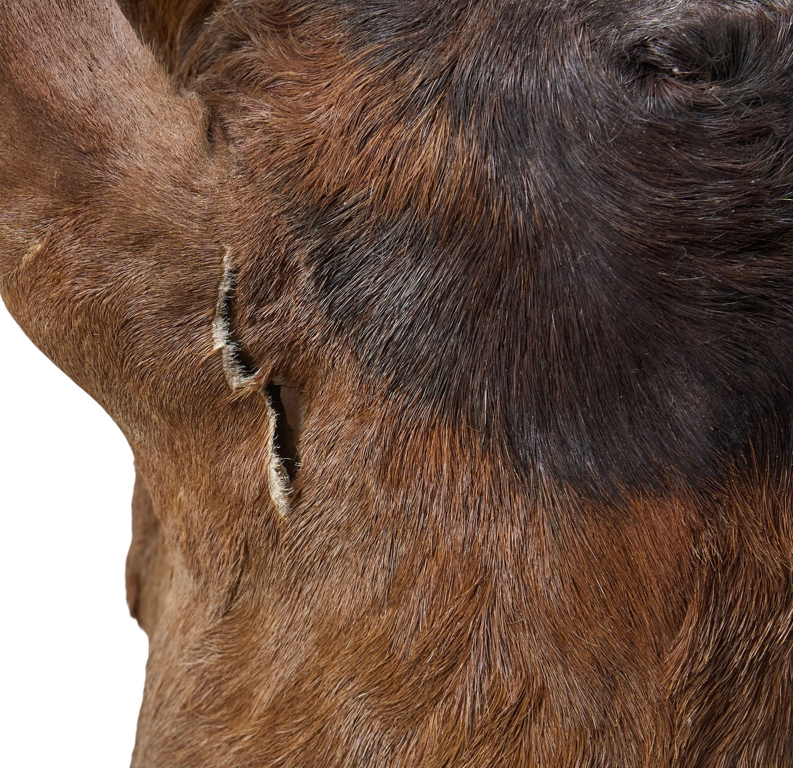 Hartebeast Shoulder Mount - 4