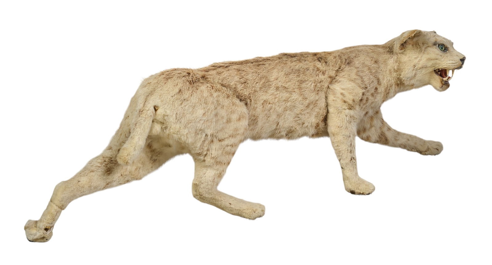 Full Body Bobcat Taxidermy Mount: Full body bobcat taxidermy mountheight 14 in. x width 43 in. x depth 9 in.Provenance: Property from a home in San Antonio, TexasCondition: damage to back paw