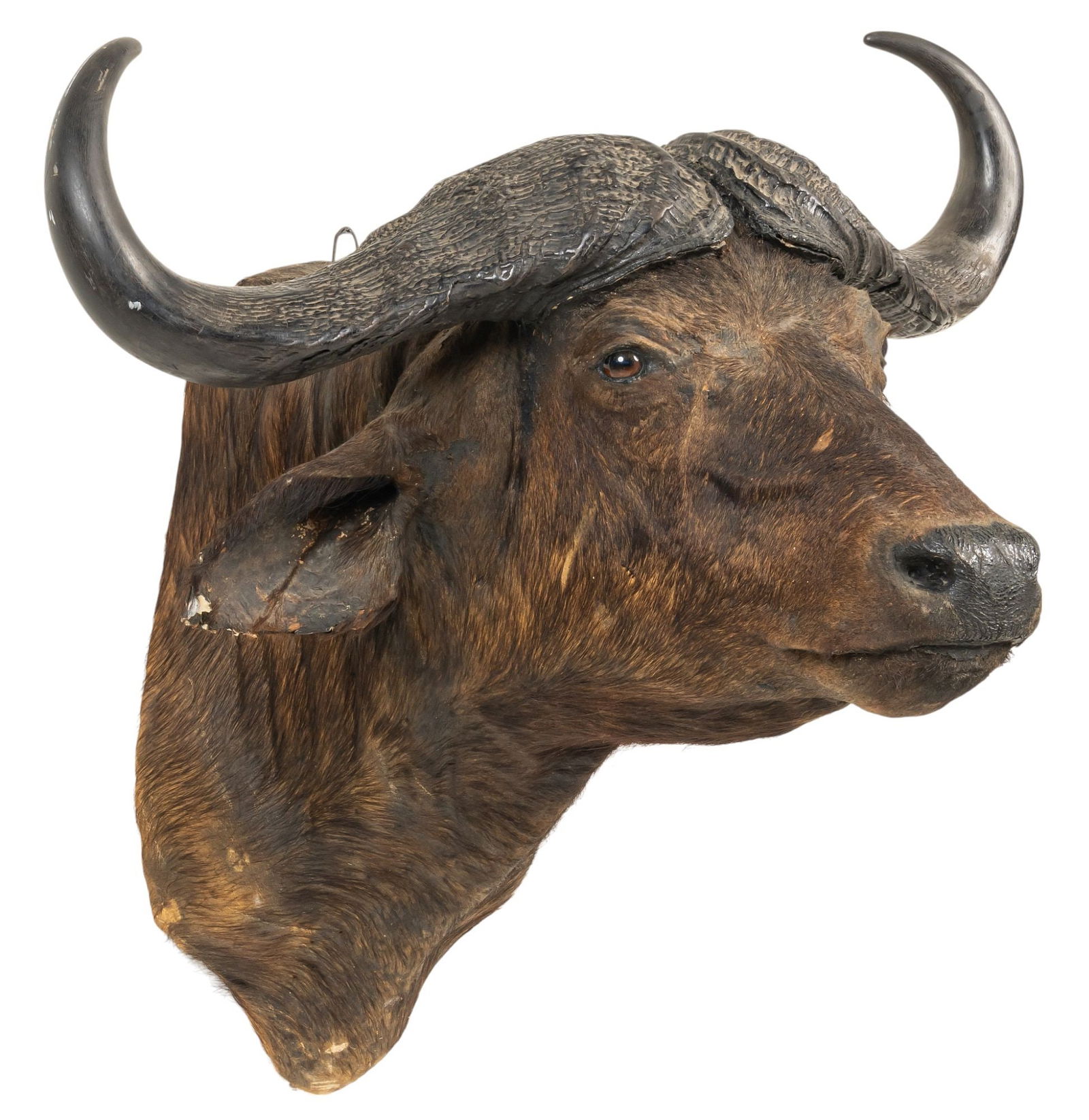 Cape Buffalo Shoulder Mount: Cape buffalo shoulder mount taxidermy height 37 in. x width 39 in. x depth 35 in.Provenance: Property from a home in San Antonio, Texas