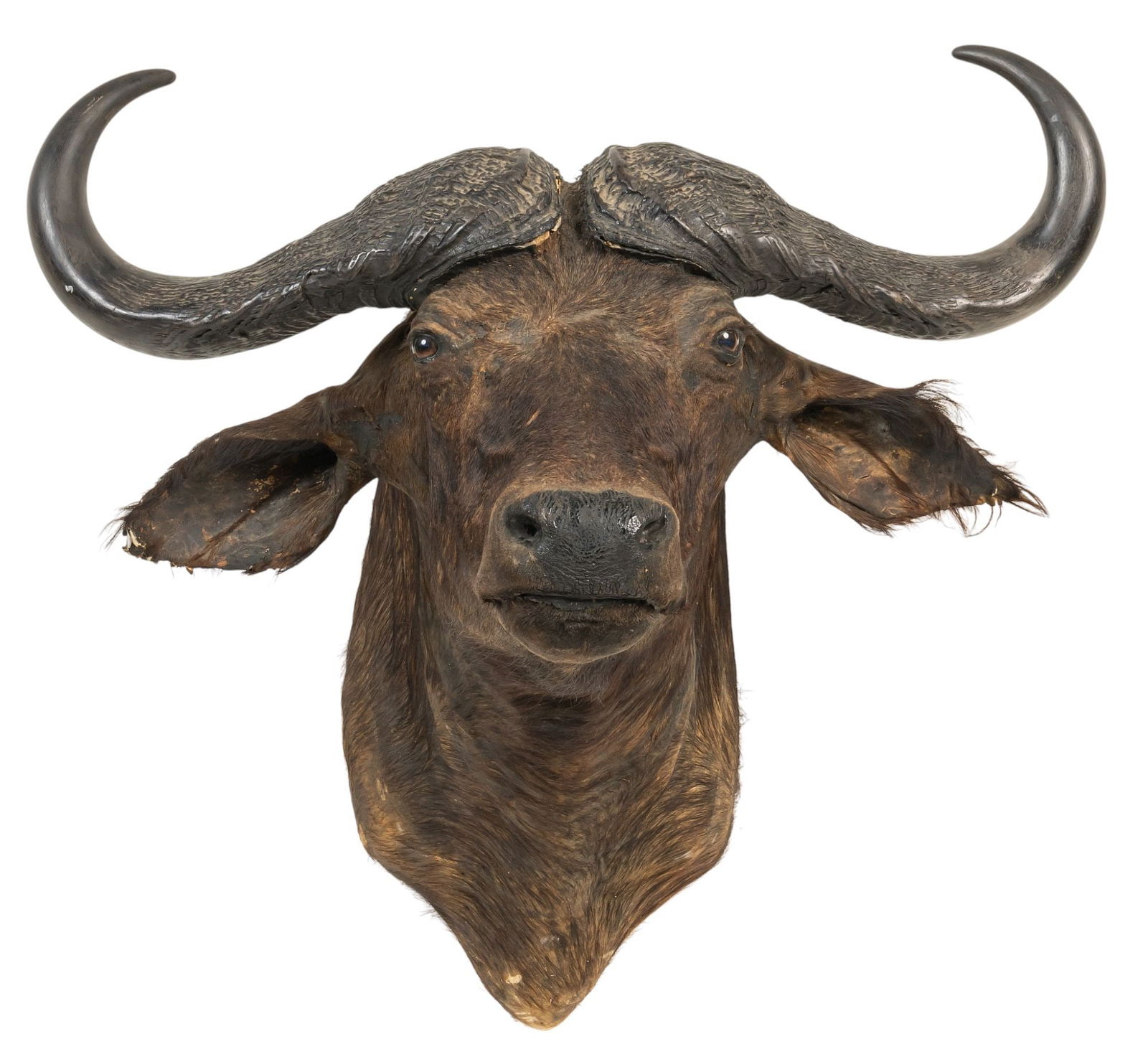 Cape Buffalo Shoulder Mount - 2