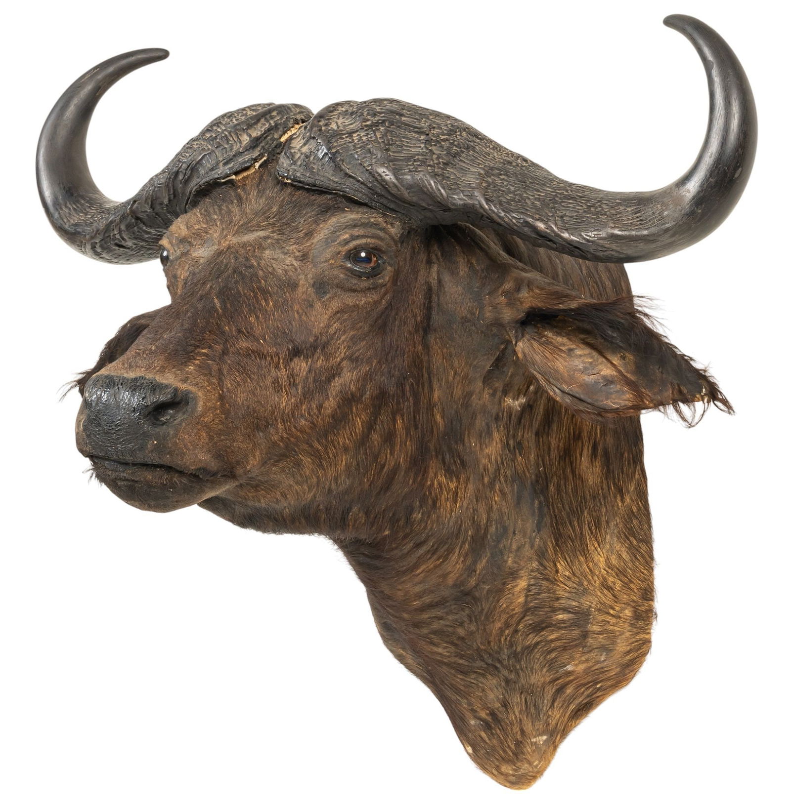 Cape Buffalo Shoulder Mount - 3
