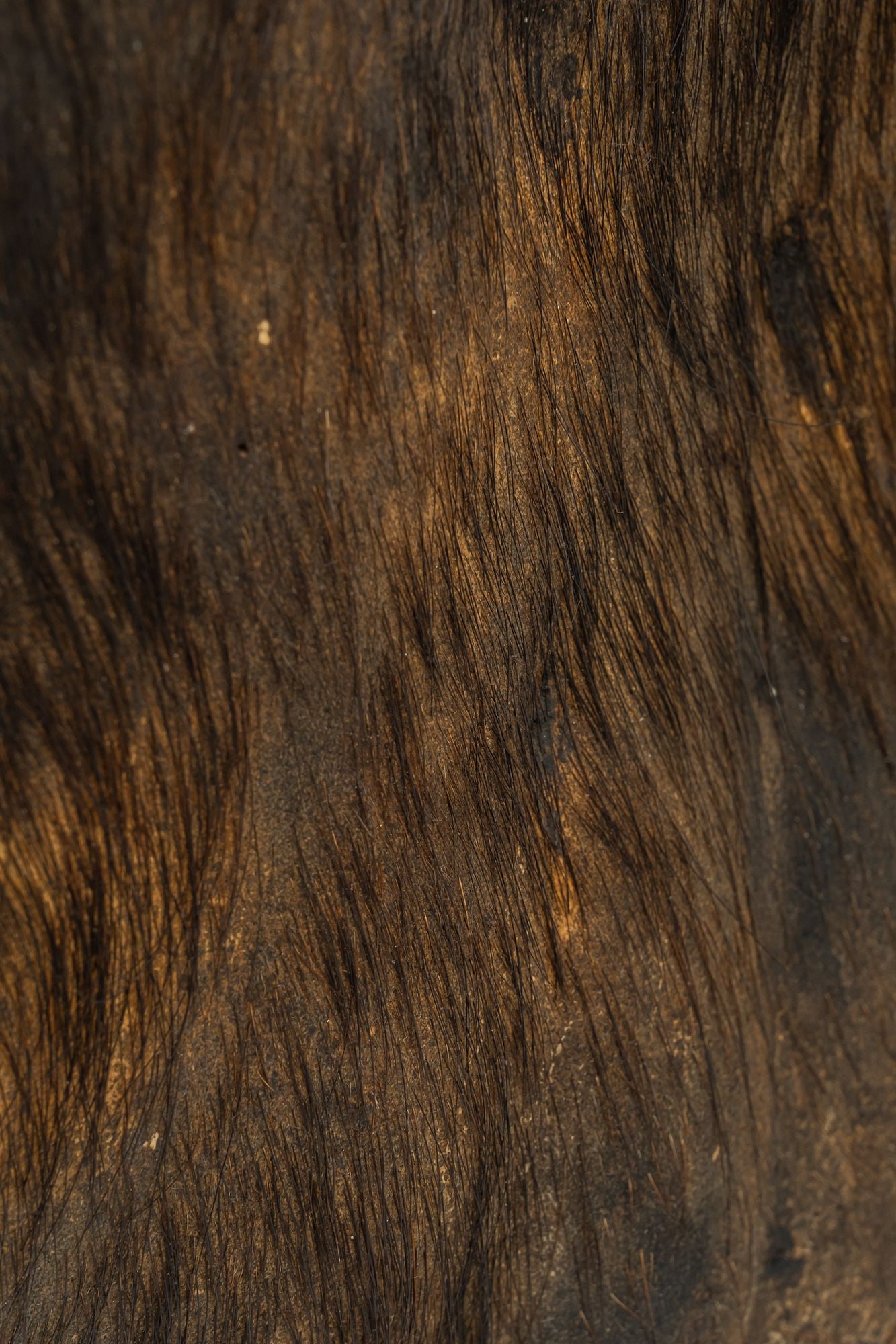 Cape Buffalo Shoulder Mount - 5