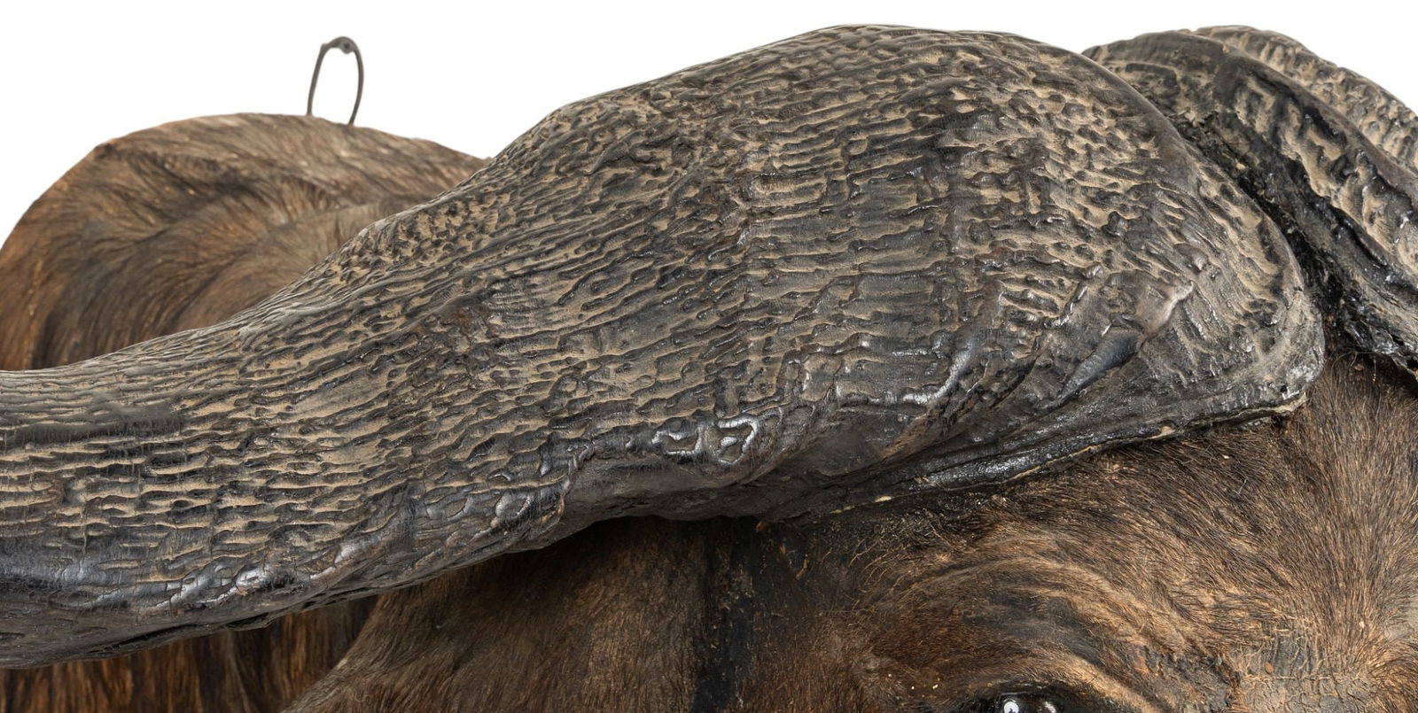 Cape Buffalo Shoulder Mount - 6