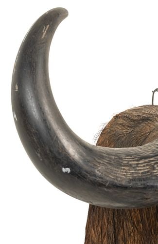 Cape Buffalo Shoulder Mount - 7