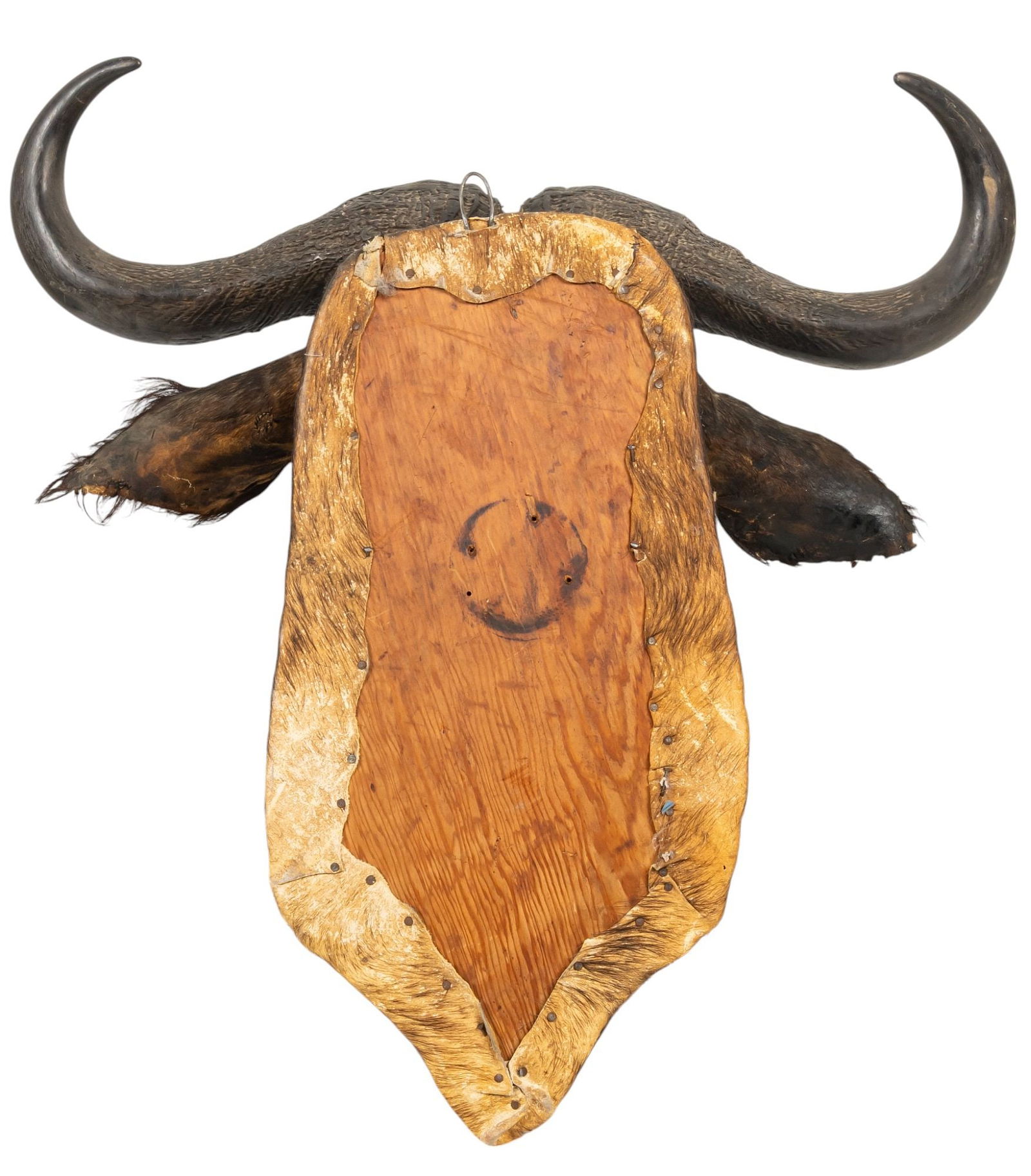 Cape Buffalo Shoulder Mount - 8