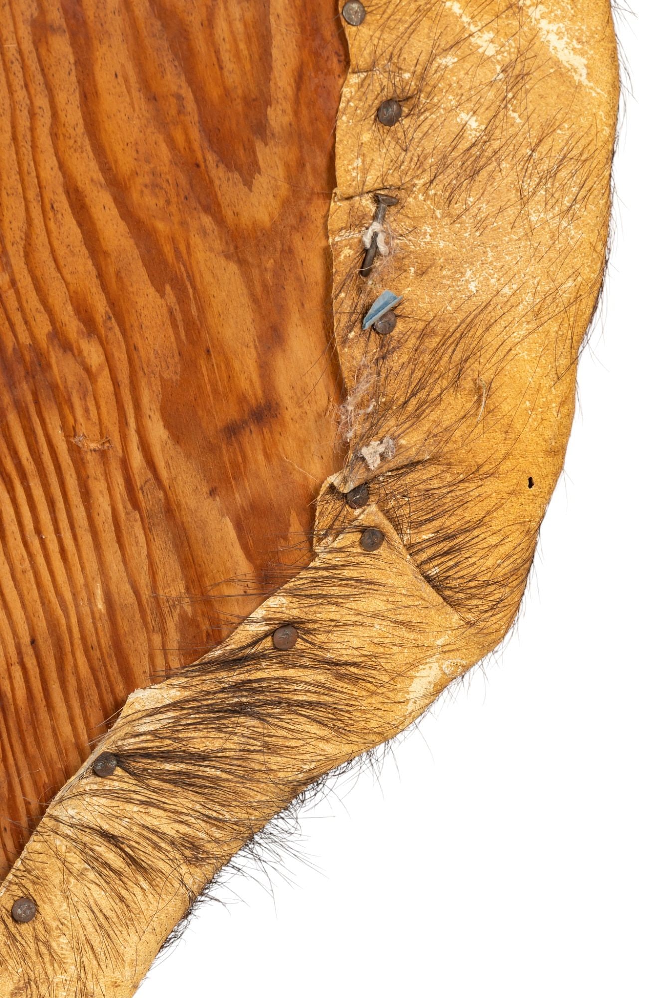 Cape Buffalo Shoulder Mount - 9