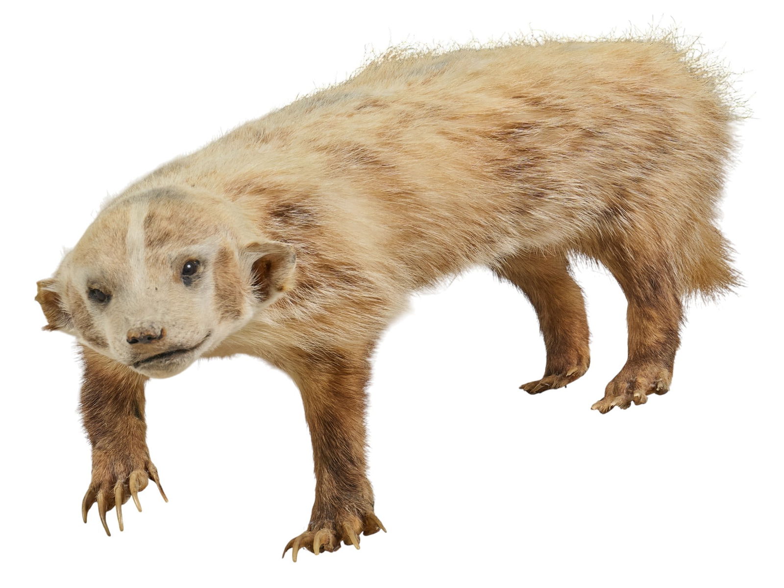 Full Body Badger Taxidermy Mount: Full body badger taxidermy mountheight 9 in. x width 23 in. x depth 9 in.Condition: loss to ears