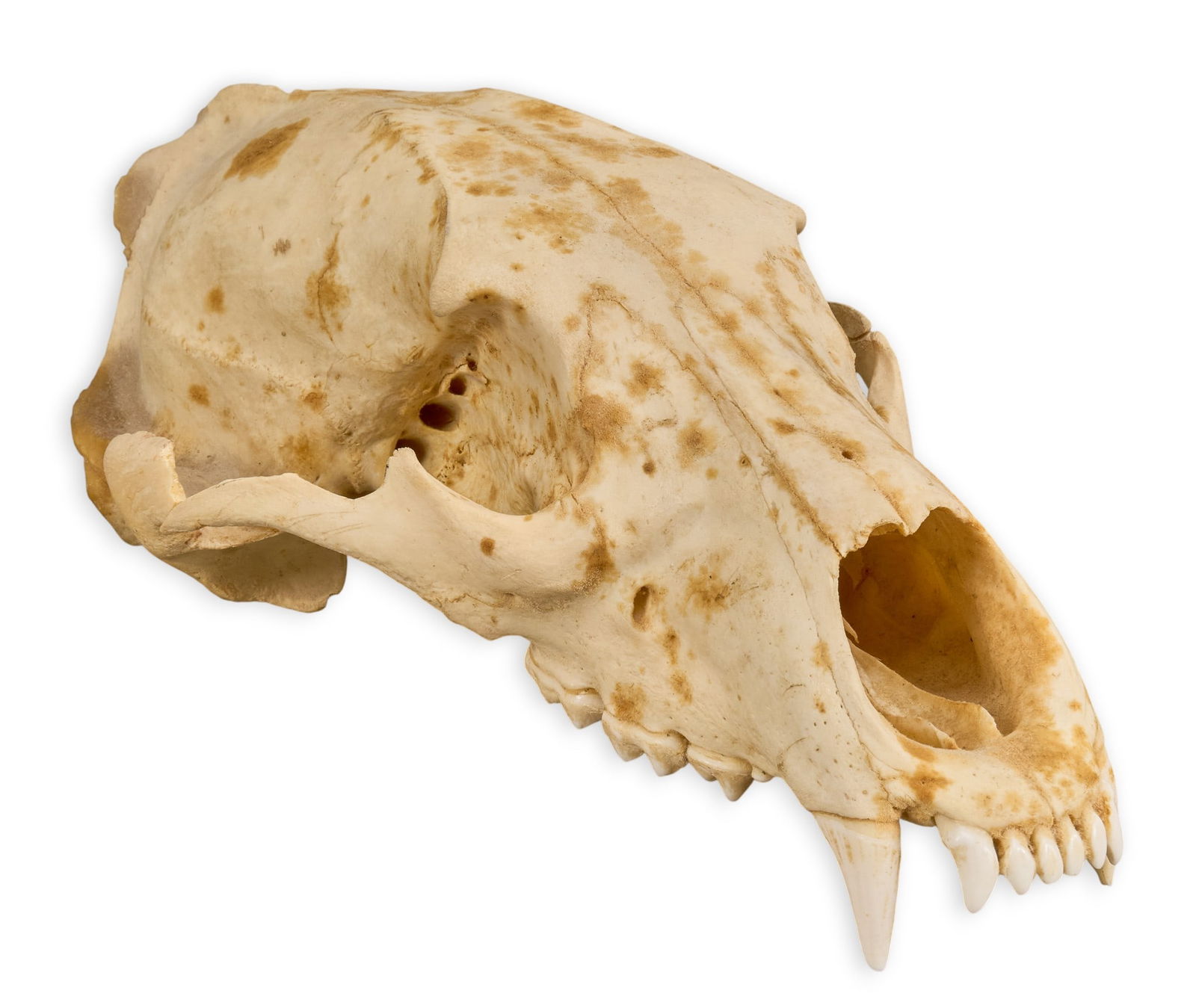 Silver Tip Bear Skull: Silver tip bear skullheight 4.5 in. x width 6.5 in. x depth 12 in. Provenance: Property from the trophy room of longtime hunter Louie Weatherford, from his Beaumont, Texas estate