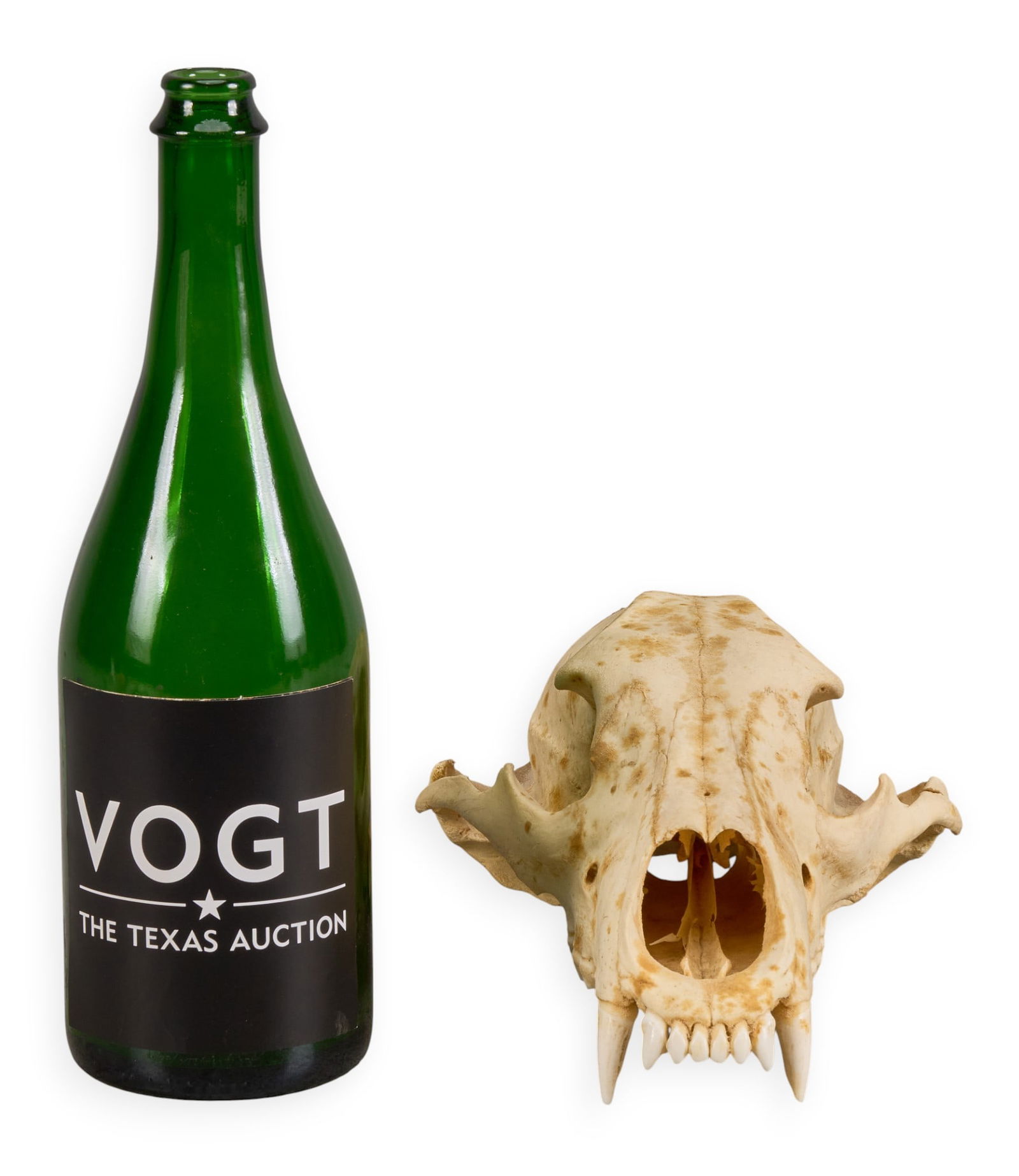 Silver Tip Bear Skull - 2