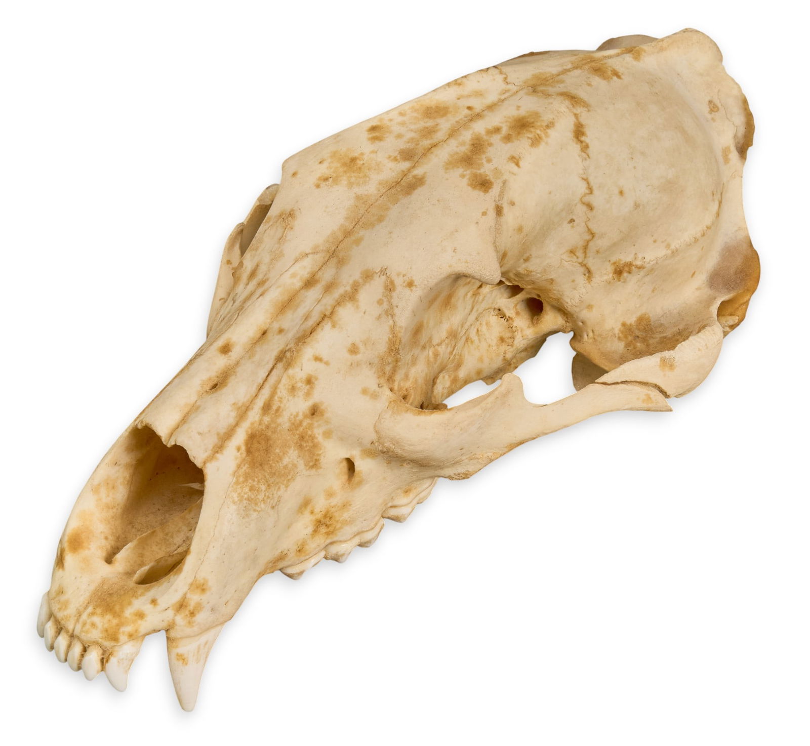 Silver Tip Bear Skull - 3