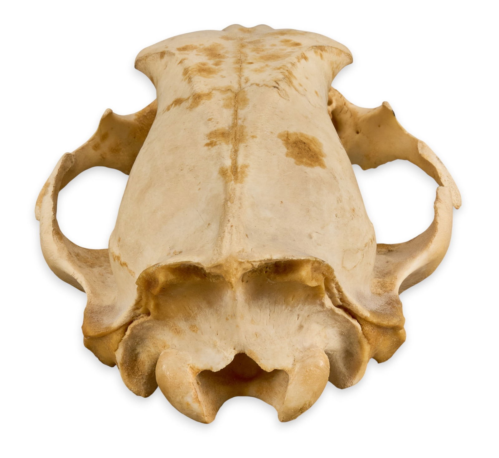 Silver Tip Bear Skull - 5