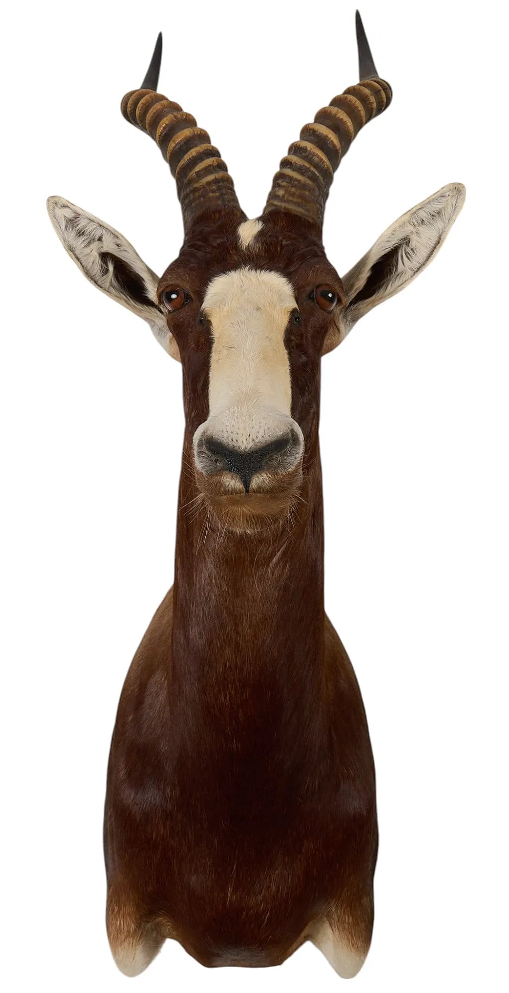 Blesbok Shoulder Mount: Blesbok shoulder mount height 35 in. x width 13 in. x depth 26 in. Provenance: Property from a home in San Antonio, Texas