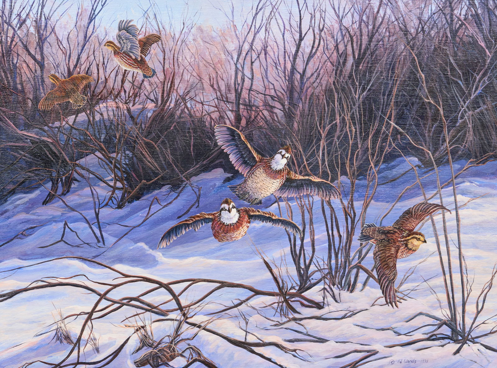 Ed Wards, "Bob White Quail": Ed Wards (pseudonym for Charlotte Edwards, Nebraska, b. 1928), "Bob White Quail", oil on canvas, signed and dated lower right, 1978sight: 18 x 24 in., frame: 26 x 32 in.Provenance: Property