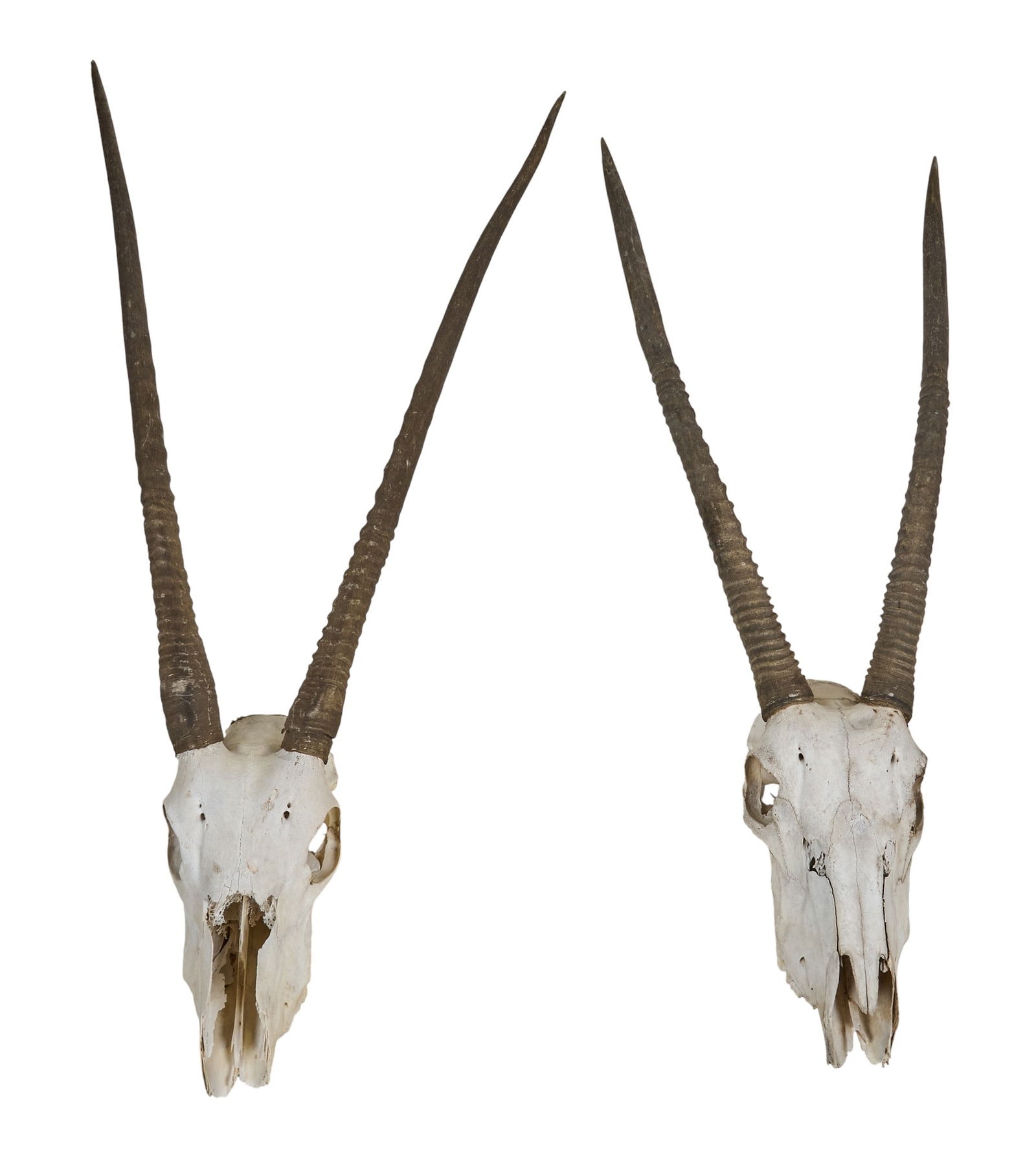 Pair of Oryx Skulls: Pair of horned oryx skulls height 46 in. x width 22 in. x depth 6 in. Provenance: Property from a home in Azle, Texas 