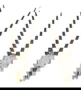 Pair of Oryx Skulls: Pair of horned oryx skulls height 46 in. x width 22 in. x depth 6 in. Provenance: Property from a home in Azle, Texas