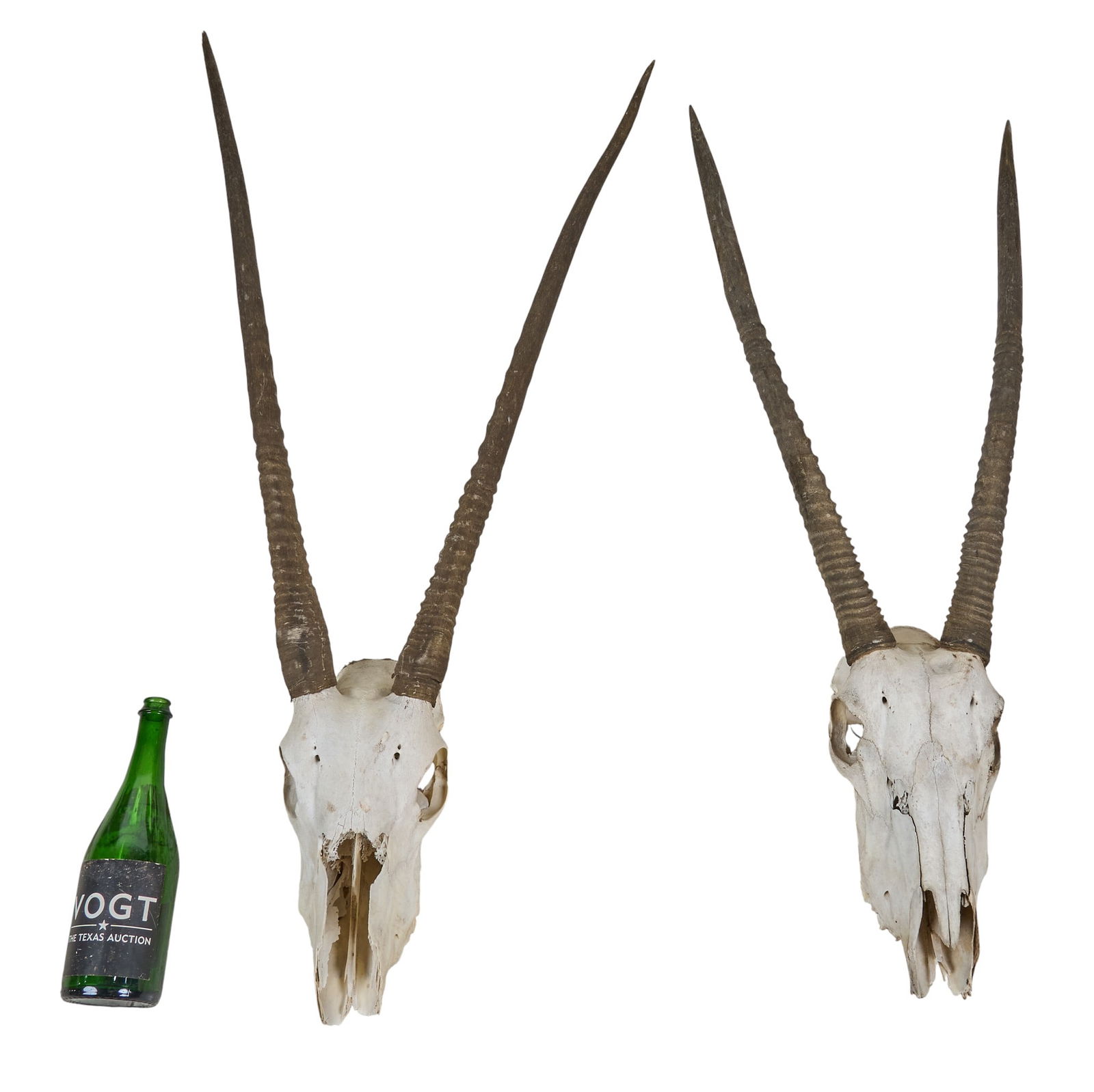 Pair of Oryx Skulls - 2