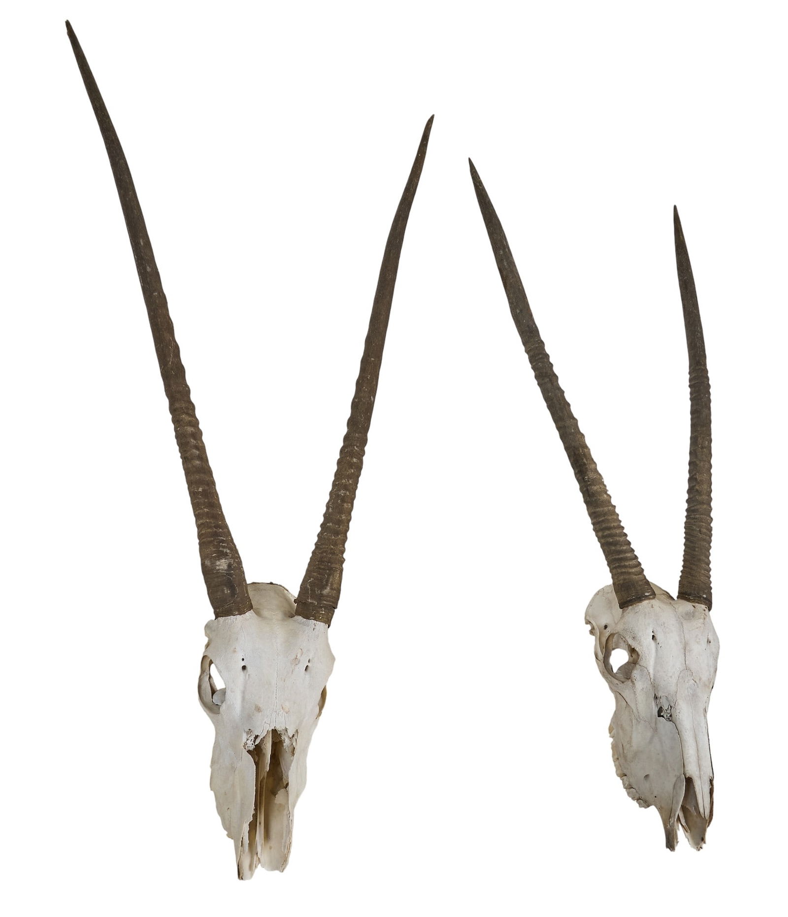 Pair of Oryx Skulls - 3