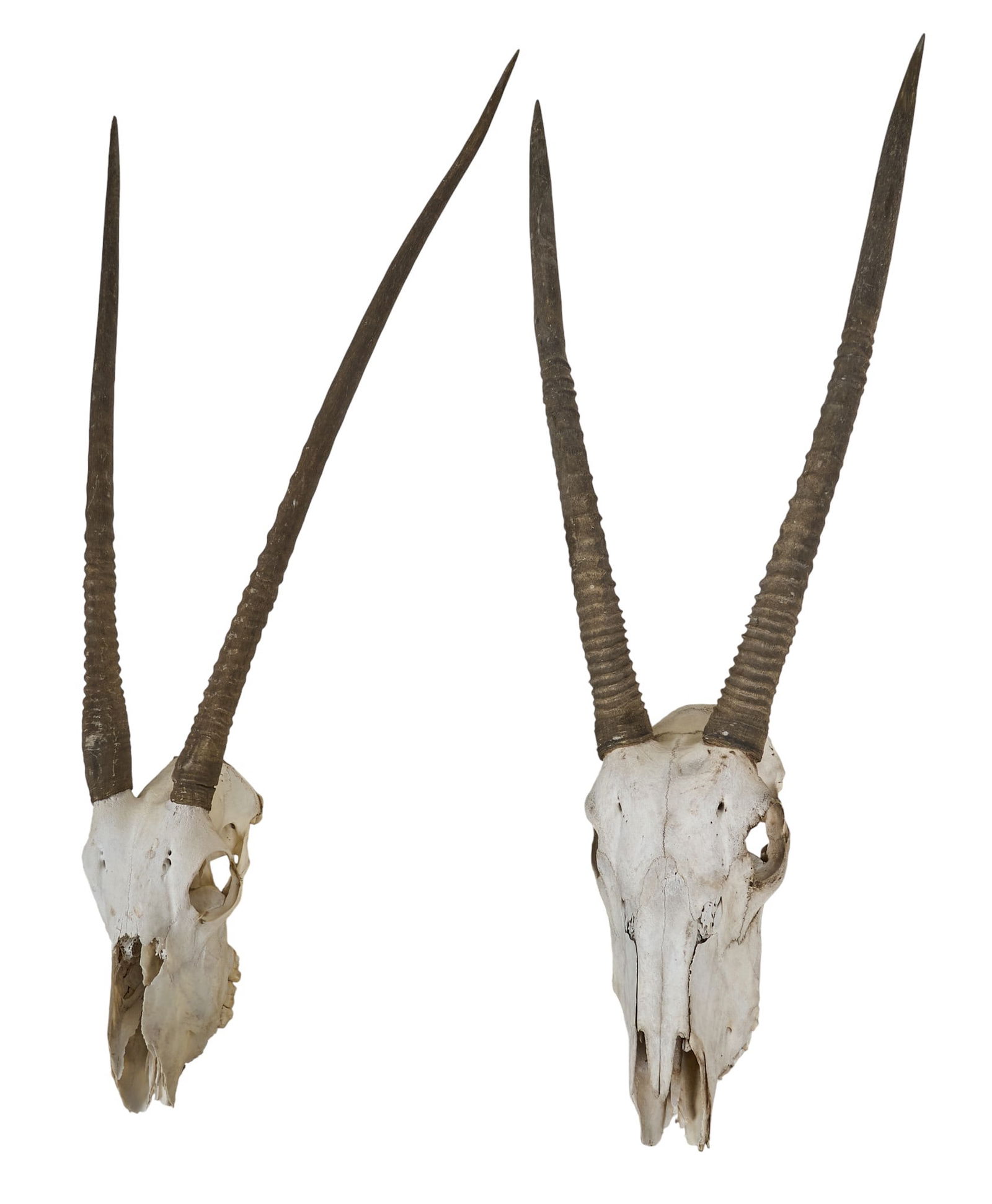 Pair of Oryx Skulls - 4