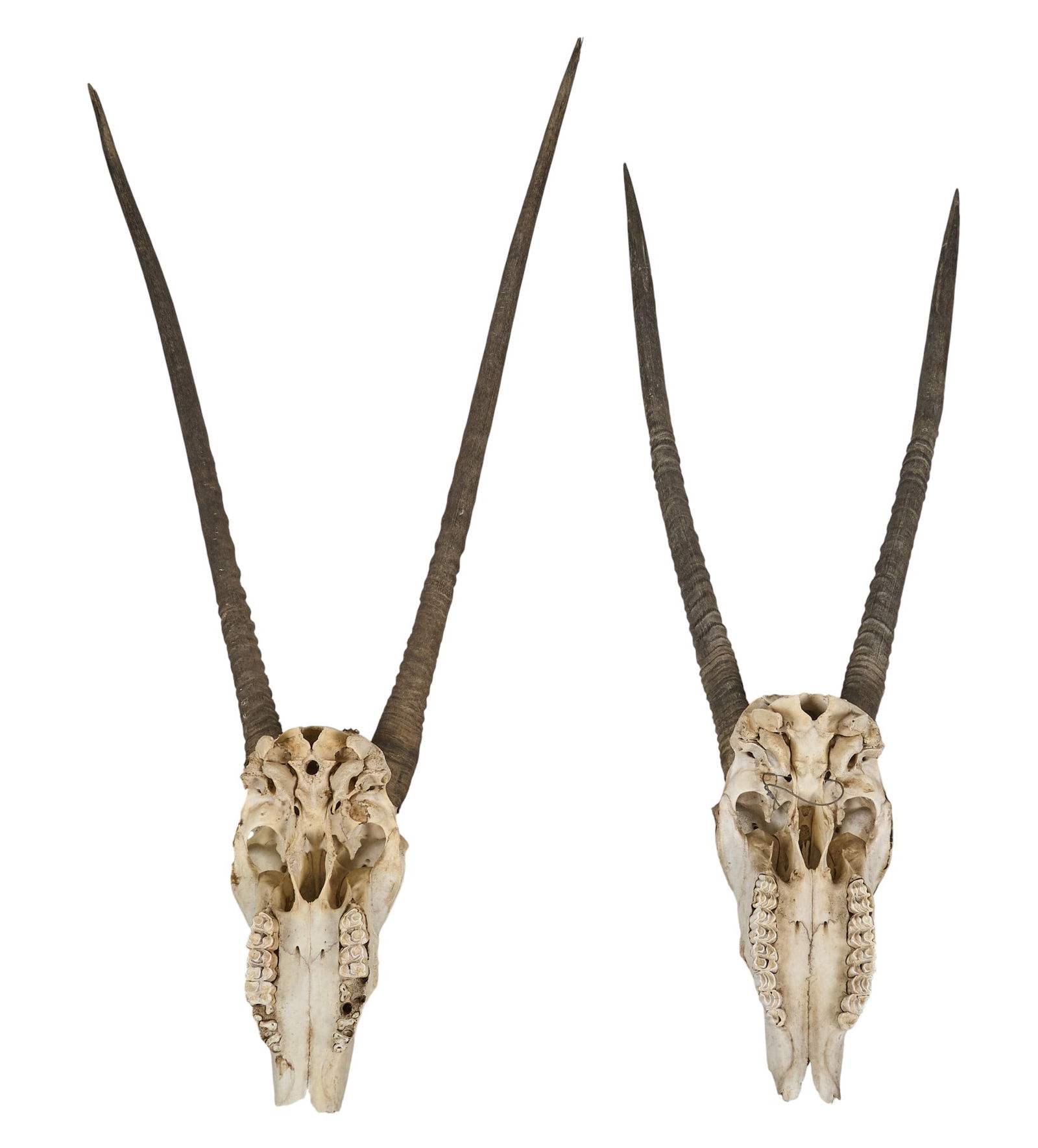 Pair of Oryx Skulls - 5