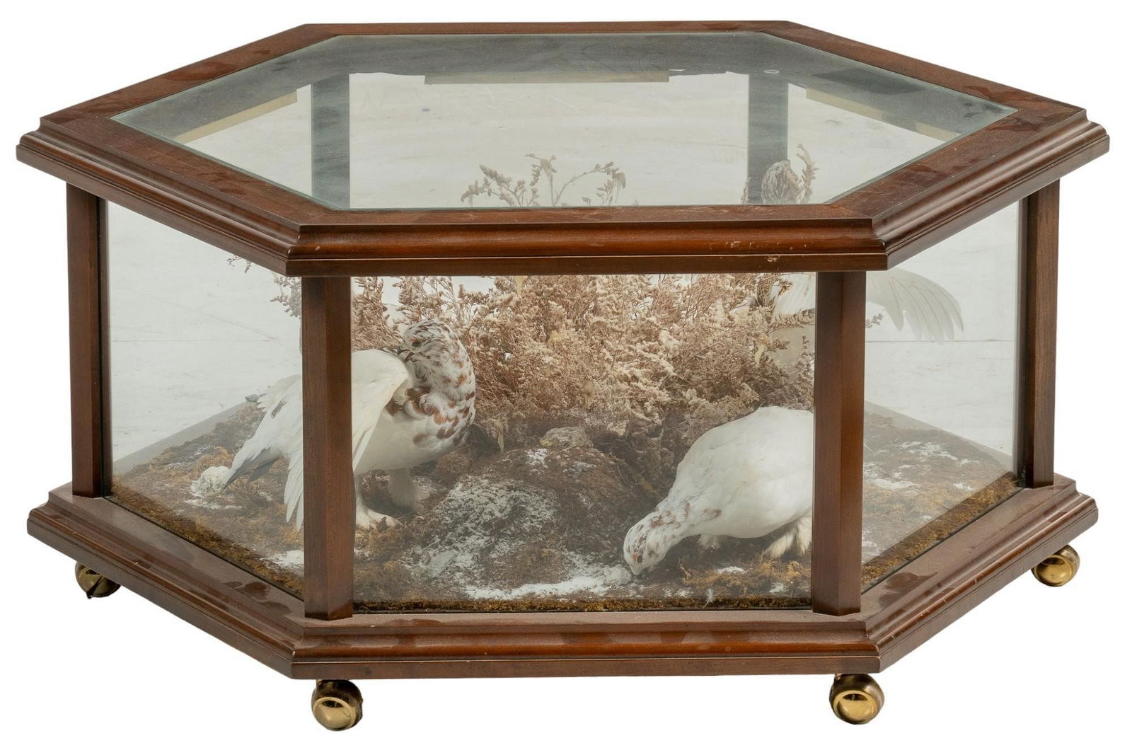 Glass Coffee Table with Willow Ptarmigan: Glass coffee table with Willow Ptarmigan taxidermy scene, on wheels height 19.5 in. x width 42 in. x depth 42 in. 