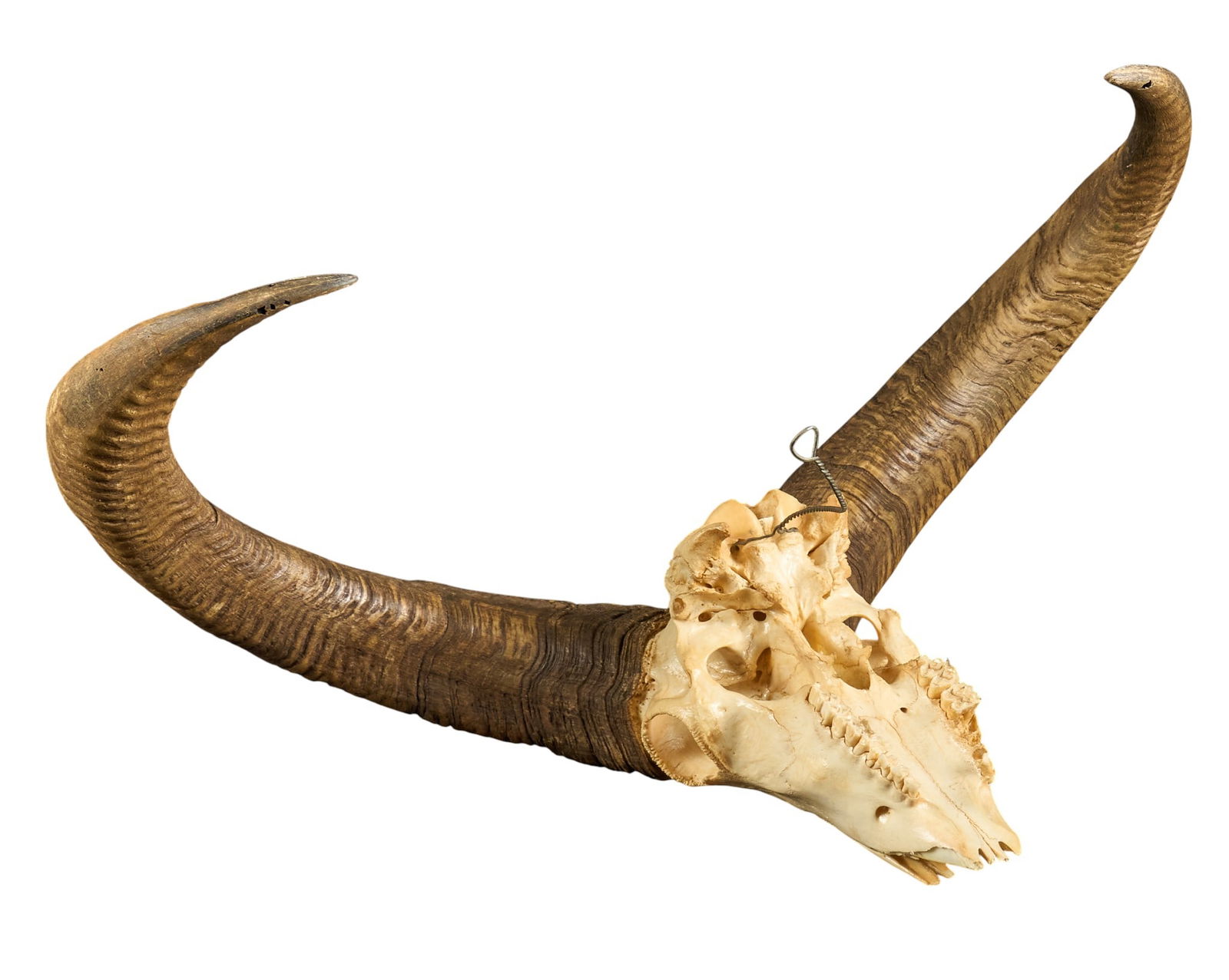Audad Skull: Horned audad skull height 13.75 in. x width 28 in. x depth 16 in. Provenance: Property from a home in Ingram, Texas 