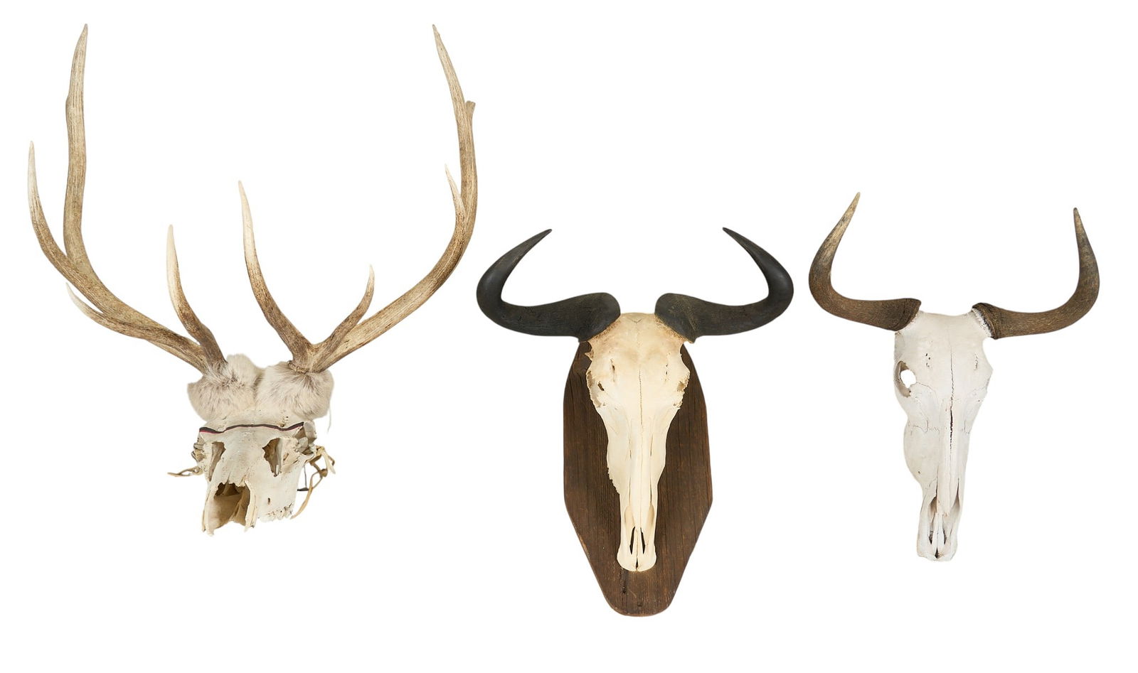 Elk and Bison Skull Collection (3): Collection of three horned skulls skulls, with one one elk skull with antlers and two bison skulls, one mounted on a wooden plaque height 38 in. x width 32 in. x depth 18 in. / largest Provenance: Pro