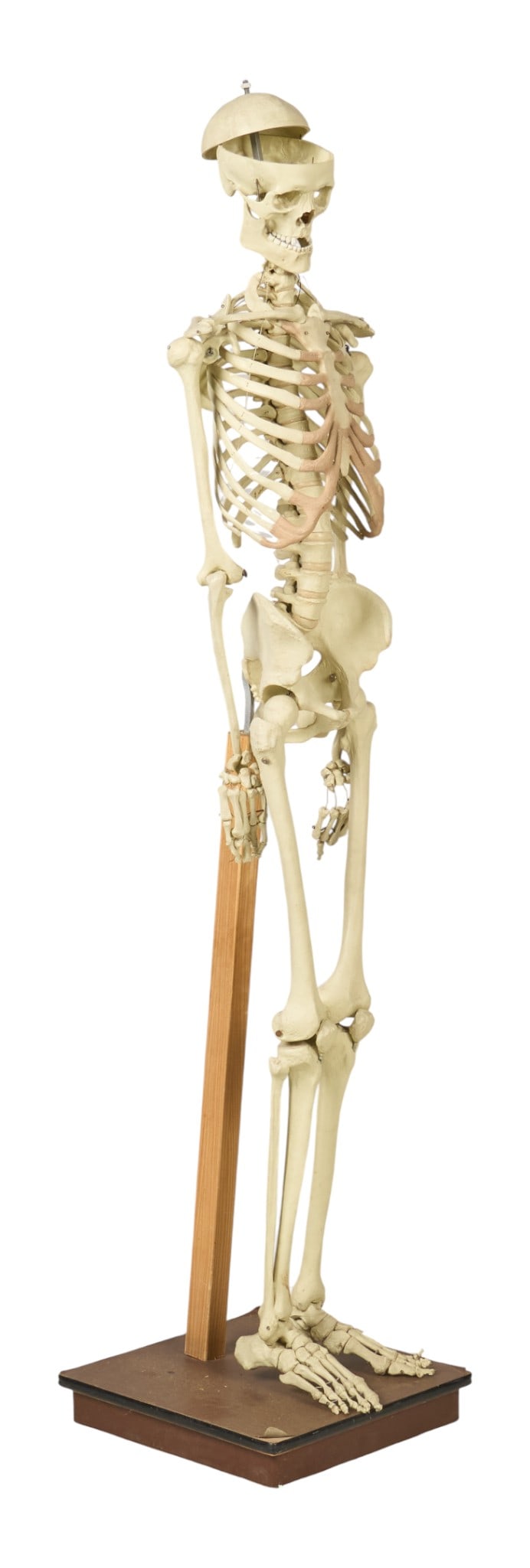 Human Skeleton Model: Human skeleton model on baseheight 76 in. x width 16.5 in. x depth 16.5 in. 